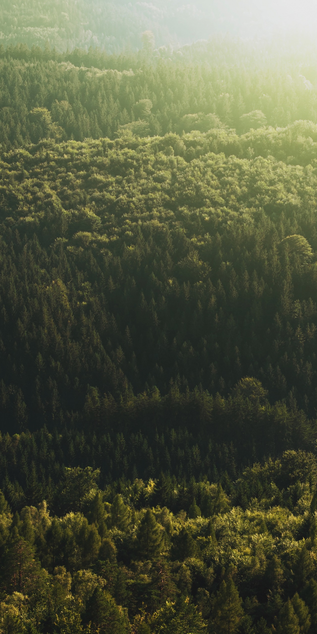 Aerial view, trees, forest, nature, 1080x2160 wallpaper