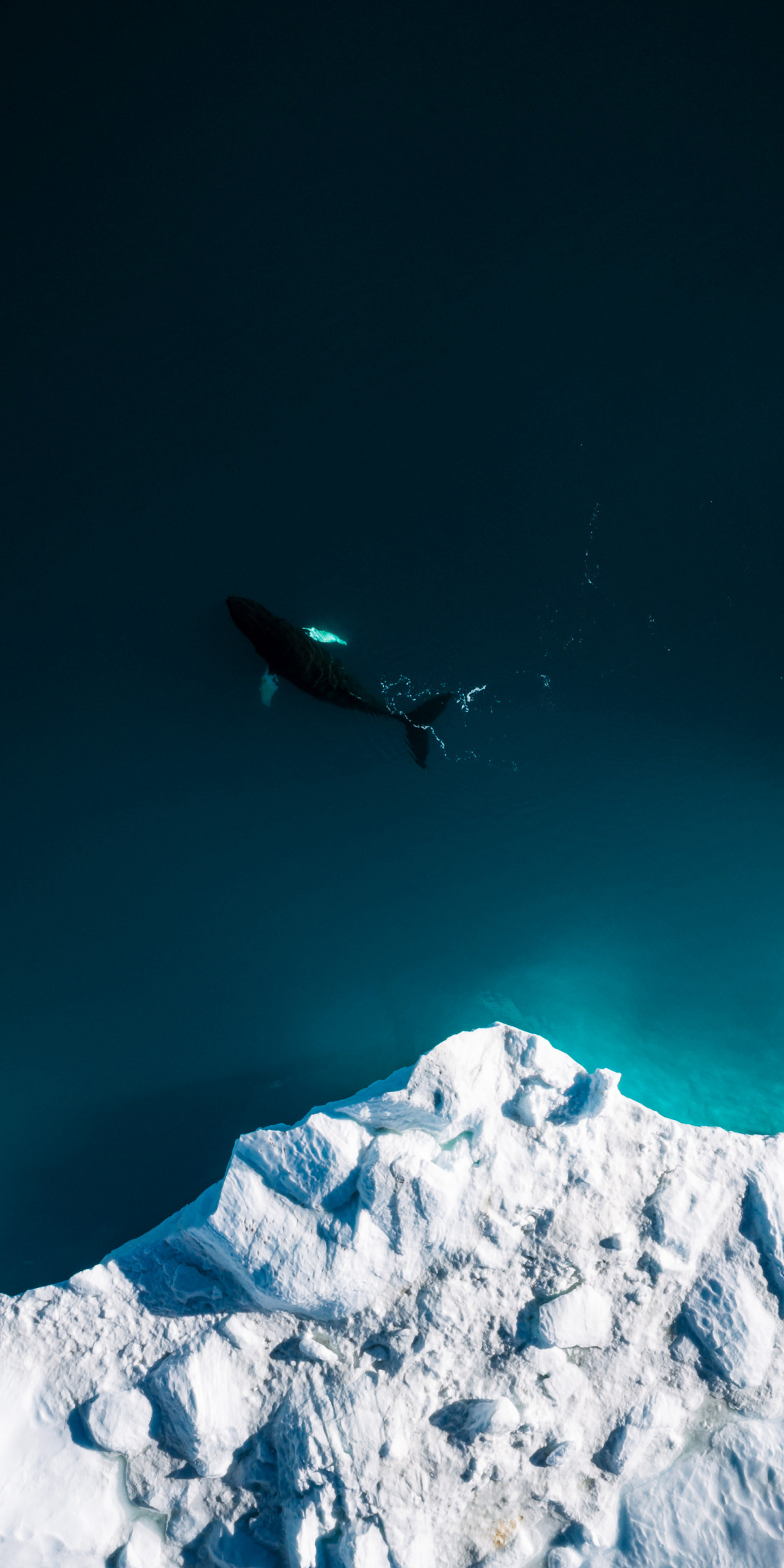 Aerial shot, iceberg, whale, fish, sea, 1080x2160 wallpaper