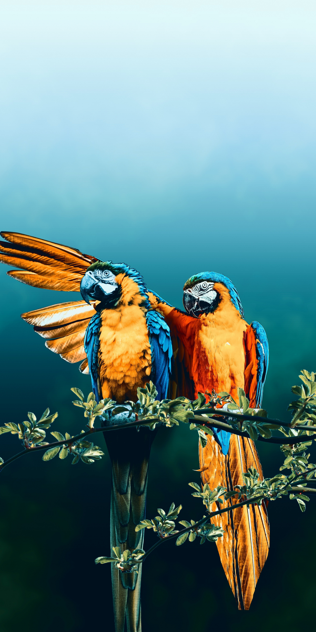 Macaw, bird pair, photoshop, 1080x2160 wallpaper