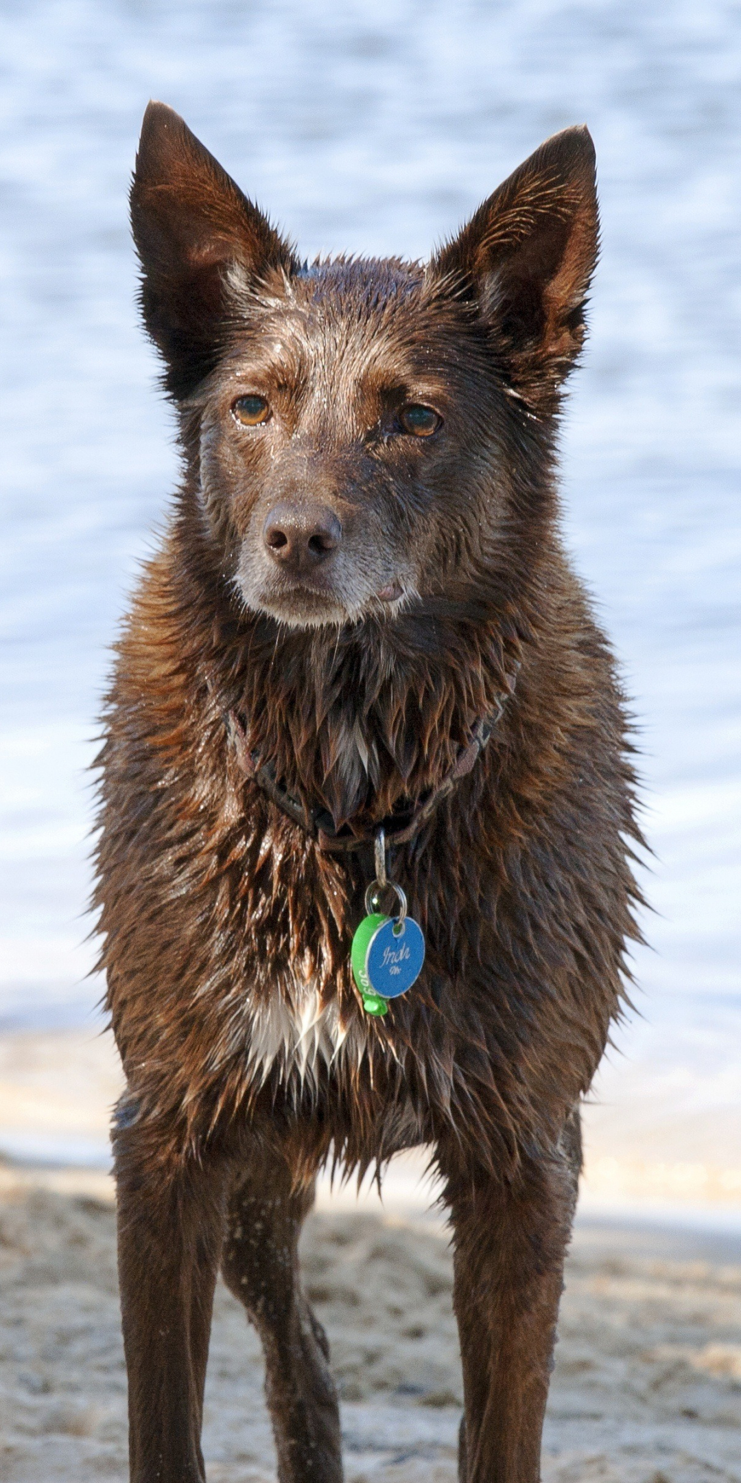 Wet dog, animal, Australian Shepherd, 1080x2160 wallpaper
