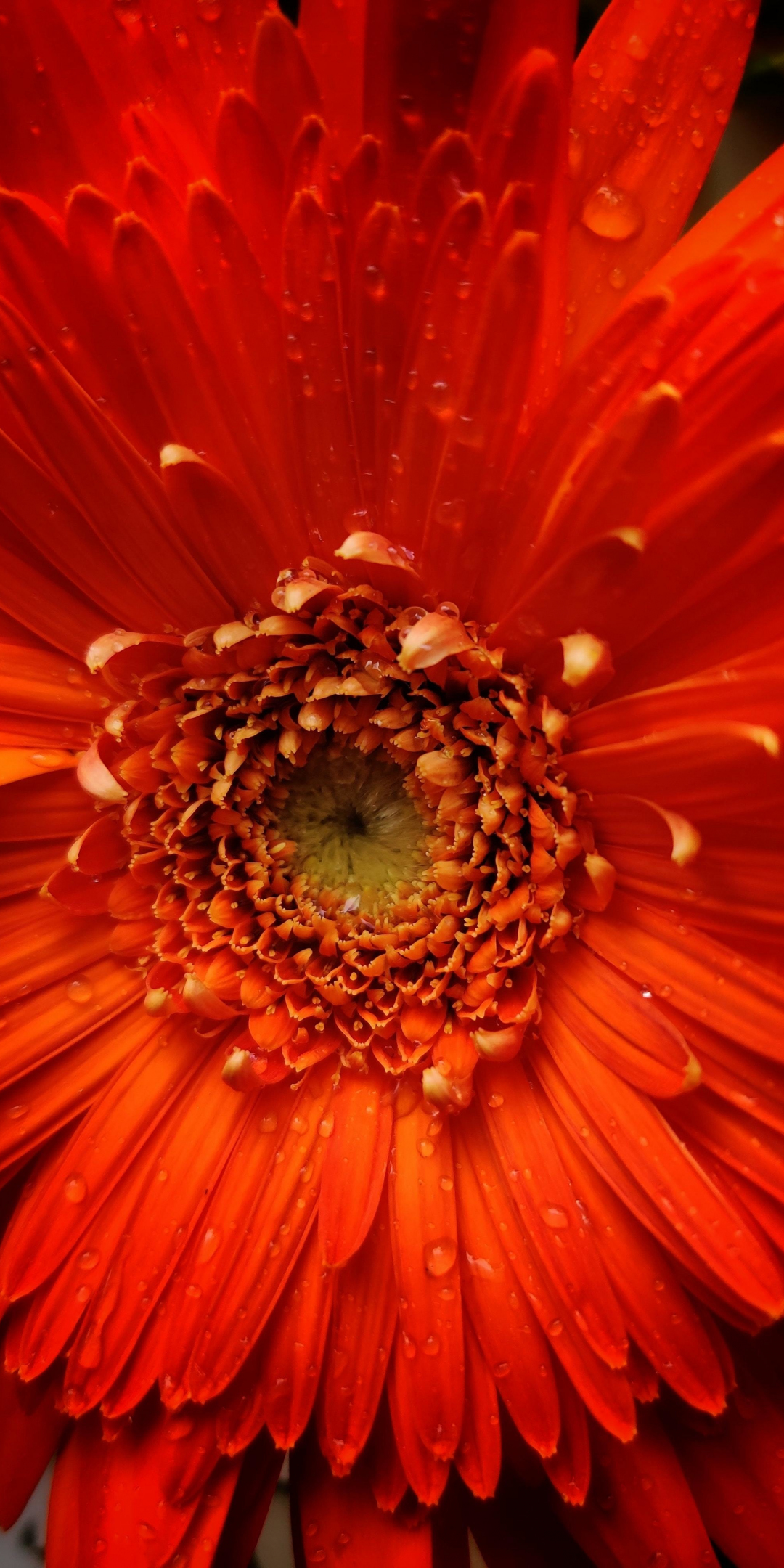 Orange flower, petals, close up, 1080x2160 wallpaper