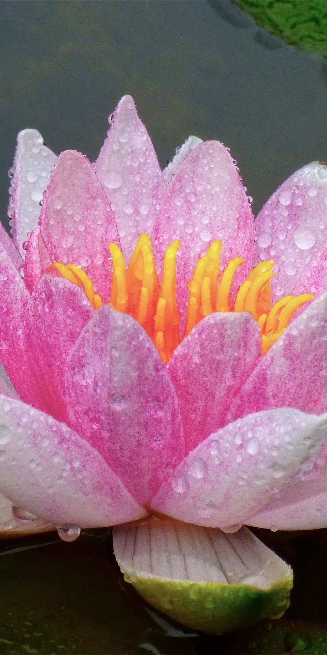 Pond, close up, lotus, drops, close up, 1080x2160 wallpaper