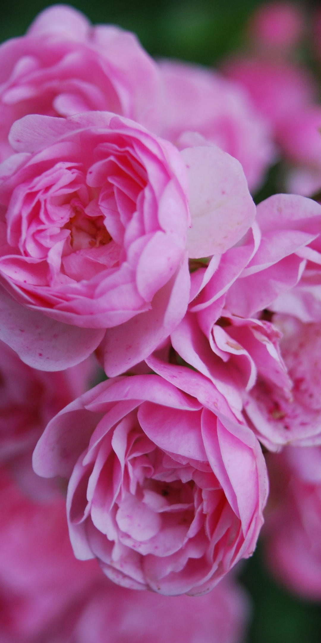 Pink flowers, roses, 1080x2160 wallpaper
