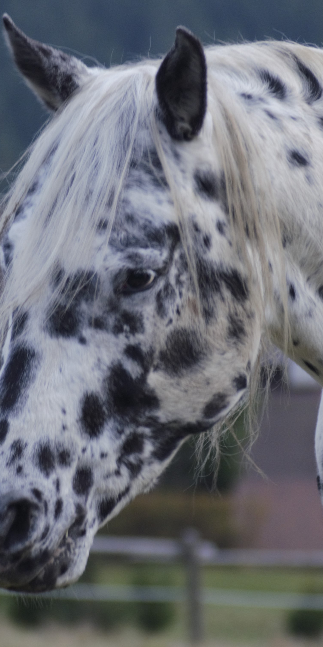 Horse, muzzle, animal, black spots, 1080x2160 wallpaper