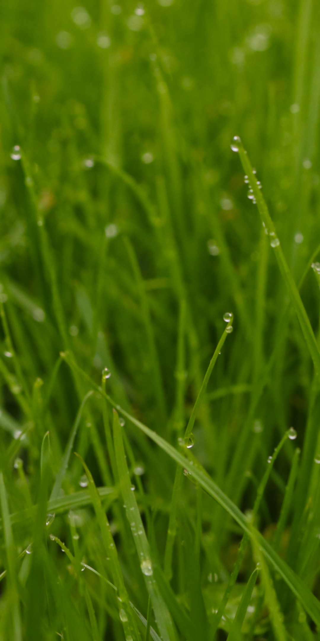 Green grass, landscape, water drops, 1080x2160 wallpaper