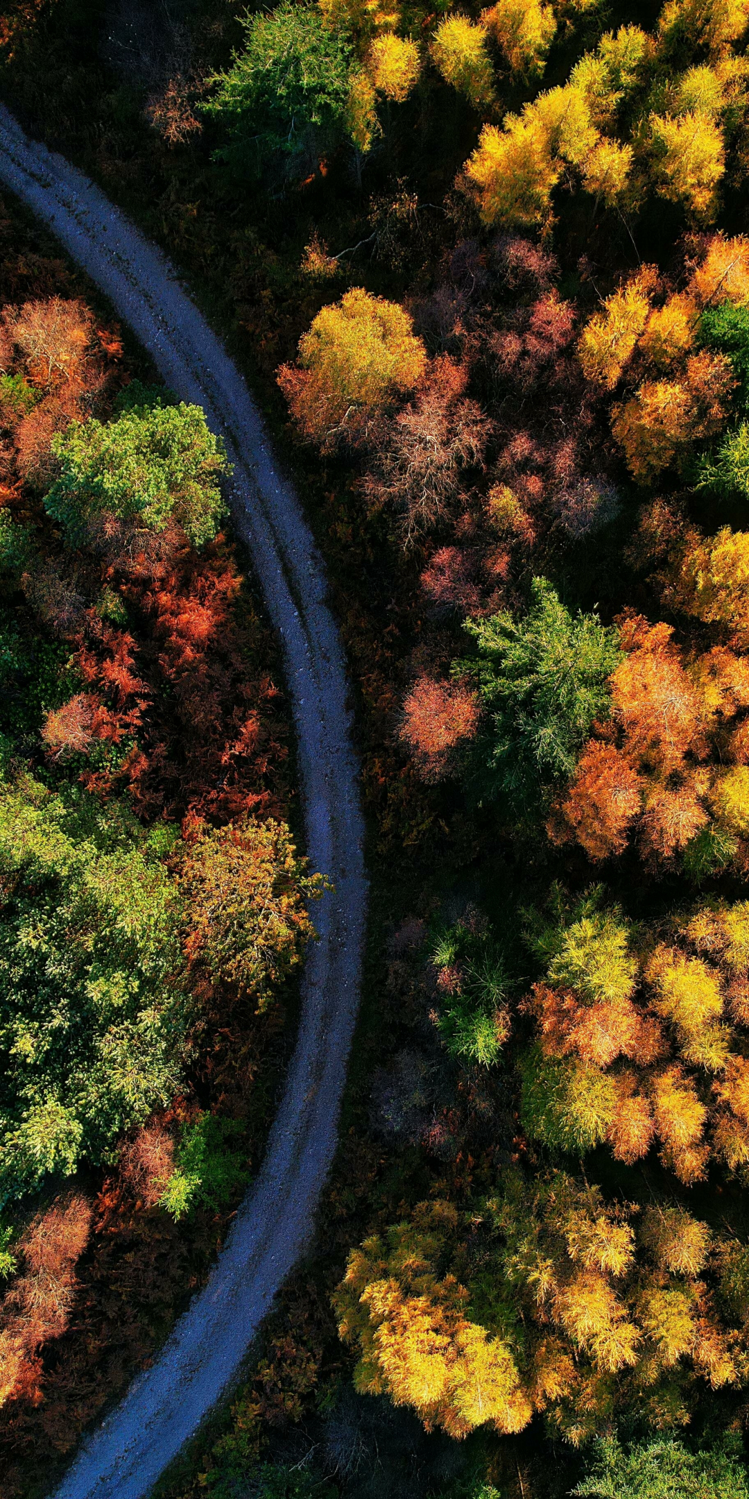 Beautiful autumn, green-yellow trees, aerial view, 1080x2160 wallpaper