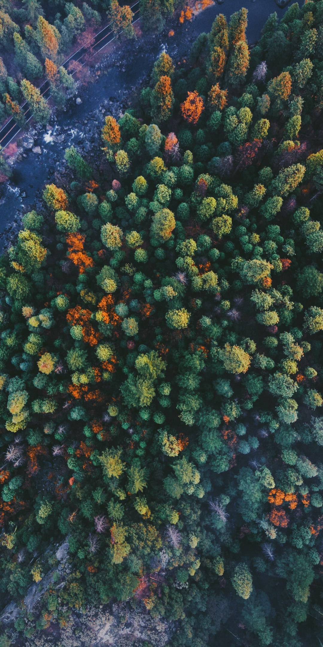Forest, bird eye view, green, nature, 1080x2160 wallpaper