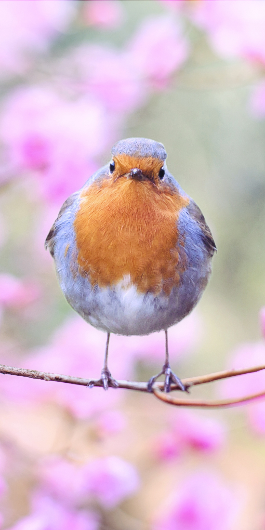 Spring, bird, European robin, blossom, 1080x2160 wallpaper