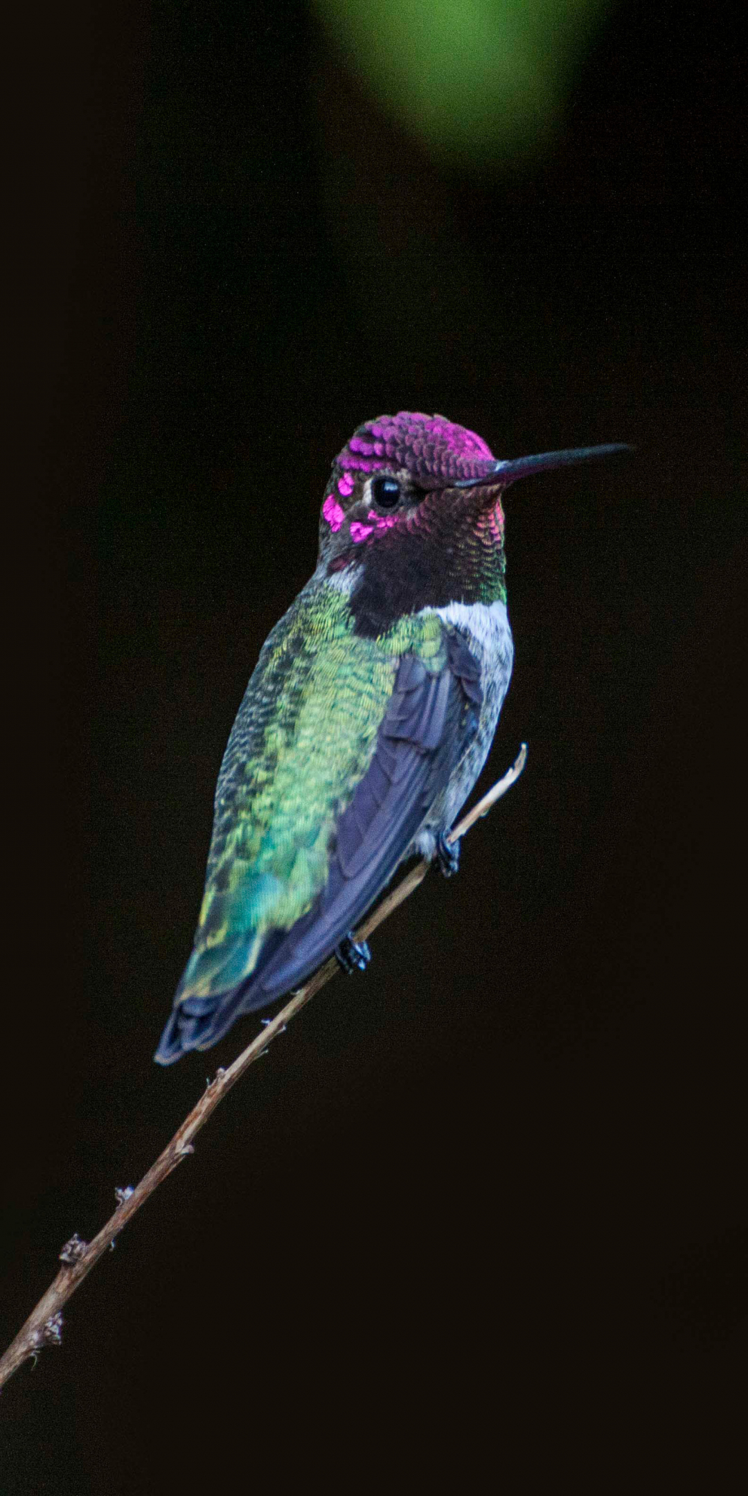 Hummingbird, colorful, bird, close up, 1080x2160 wallpaper