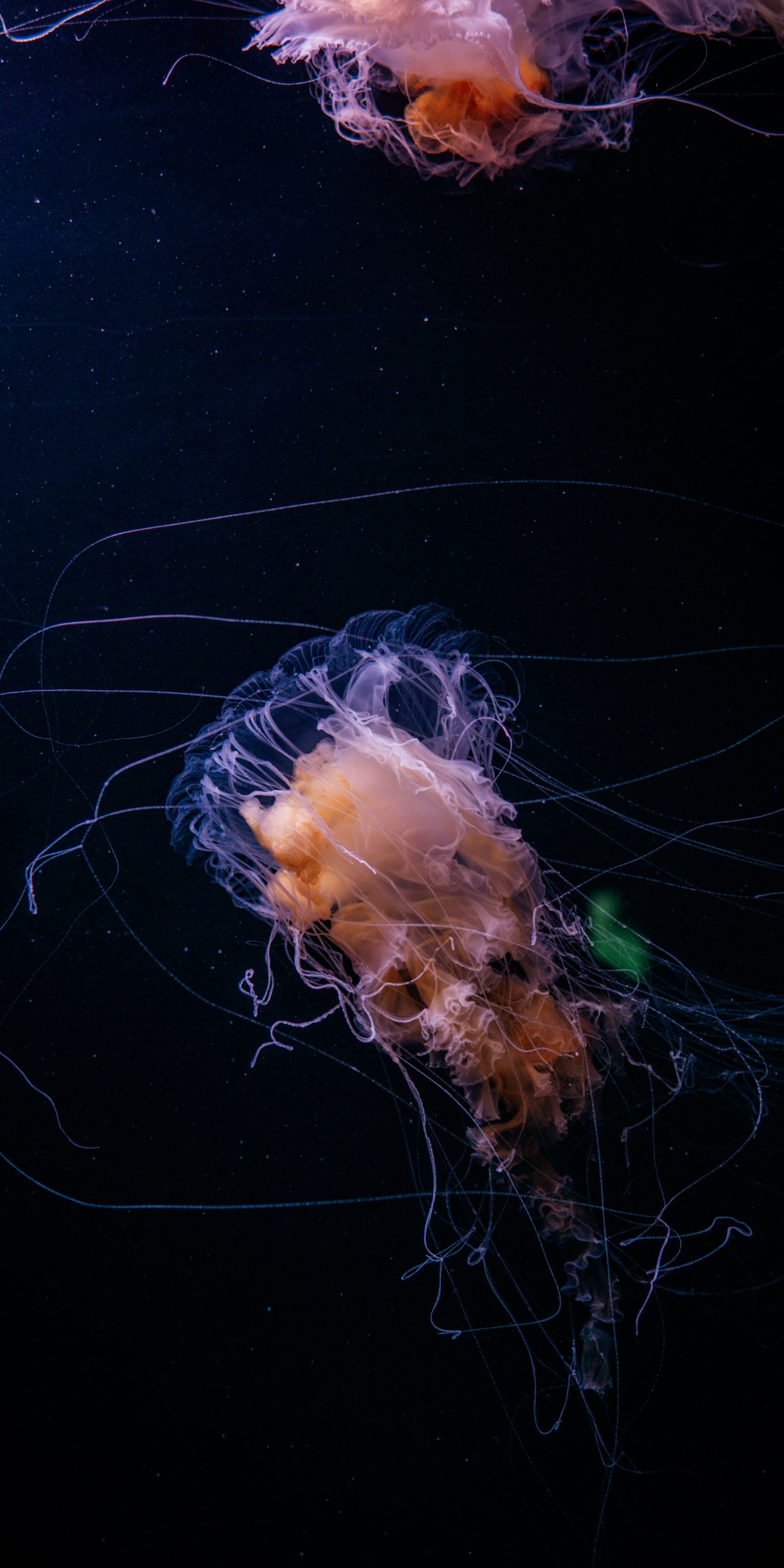 Underwater, jellyfish, thin tentacles, animal, 1080x2160 wallpaper