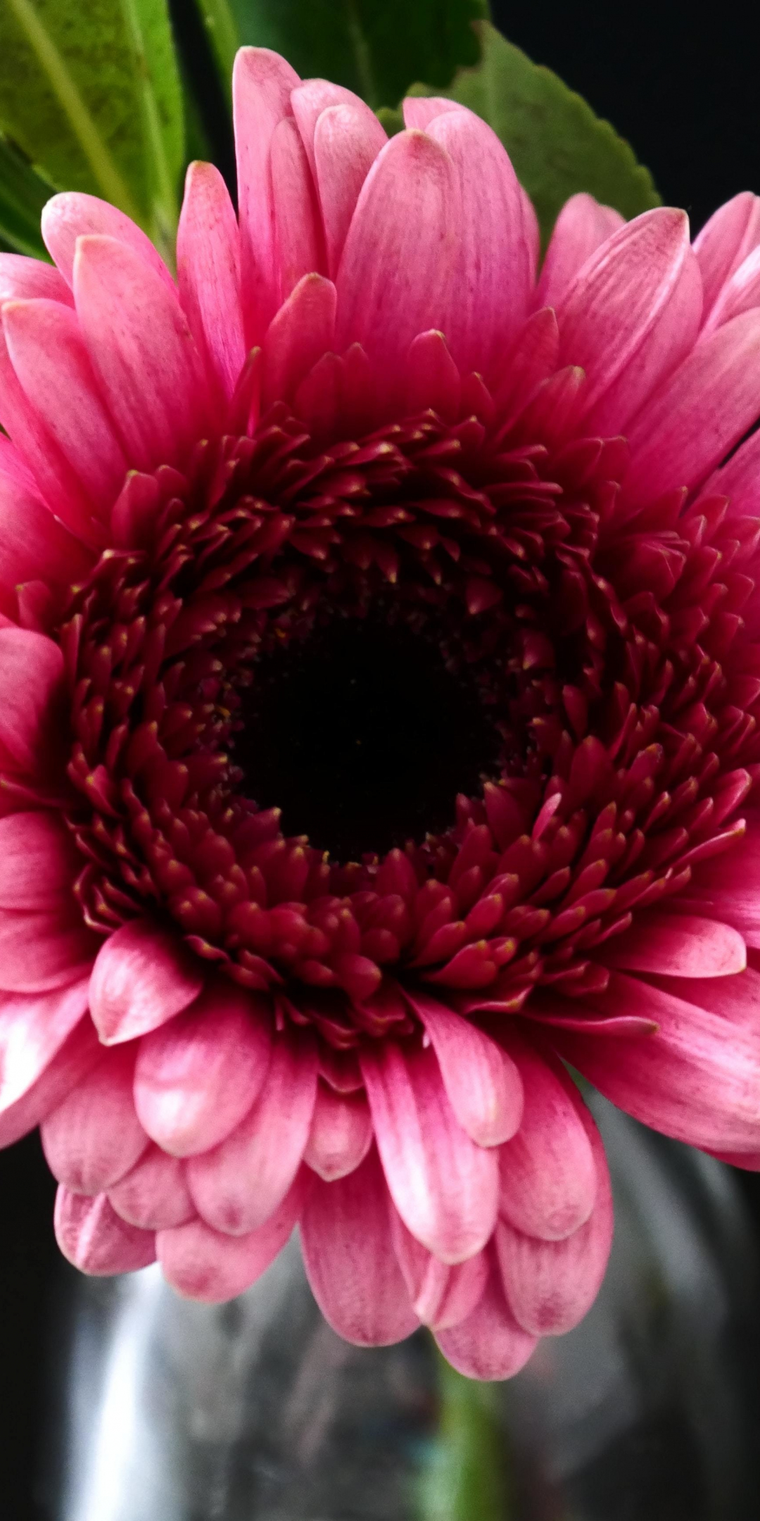 Bloom, Gerbera, flower, pink, 1080x2160 wallpaper