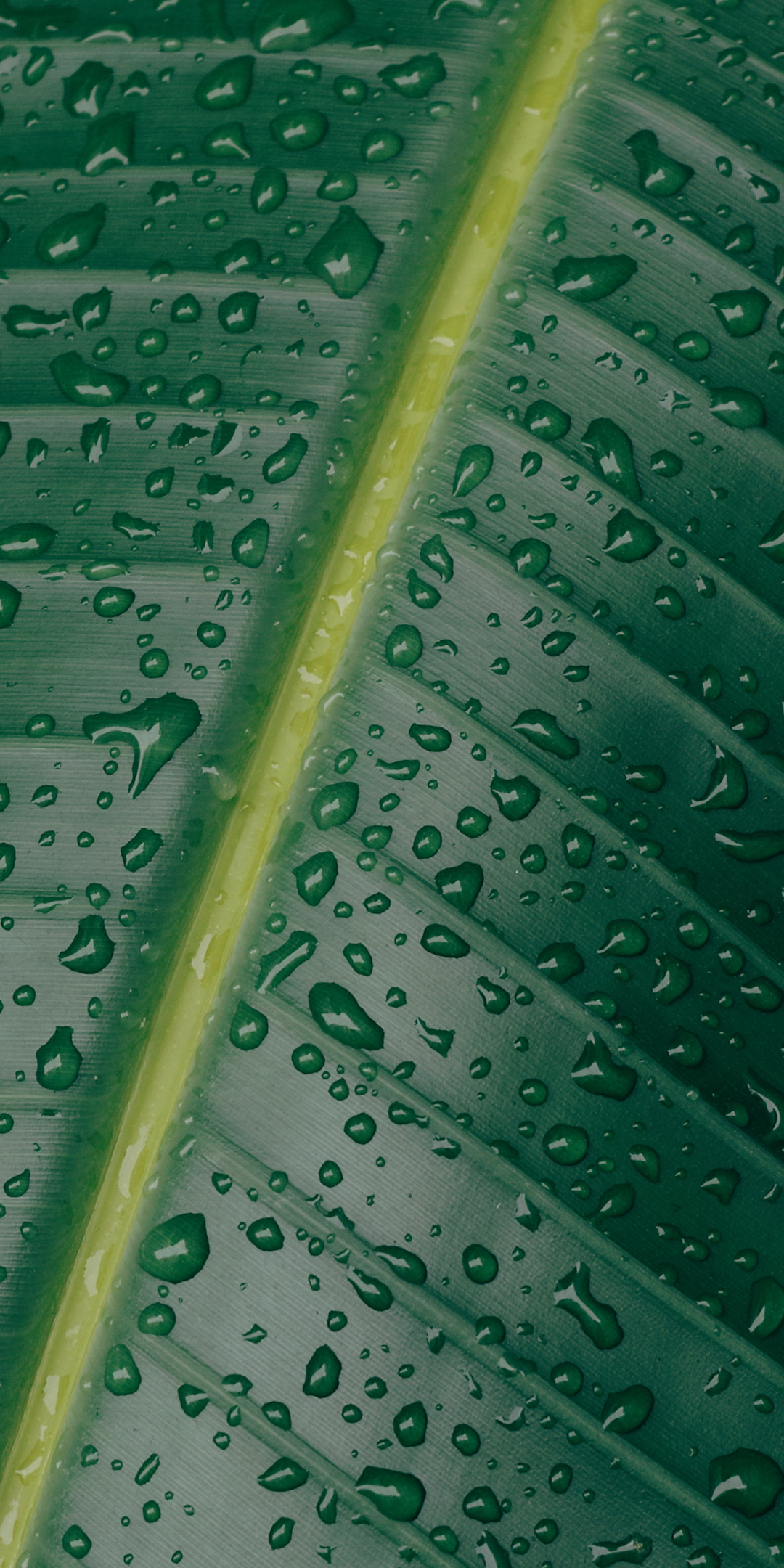 Green leaf,  water drops, texture, 1080x2160 wallpaper