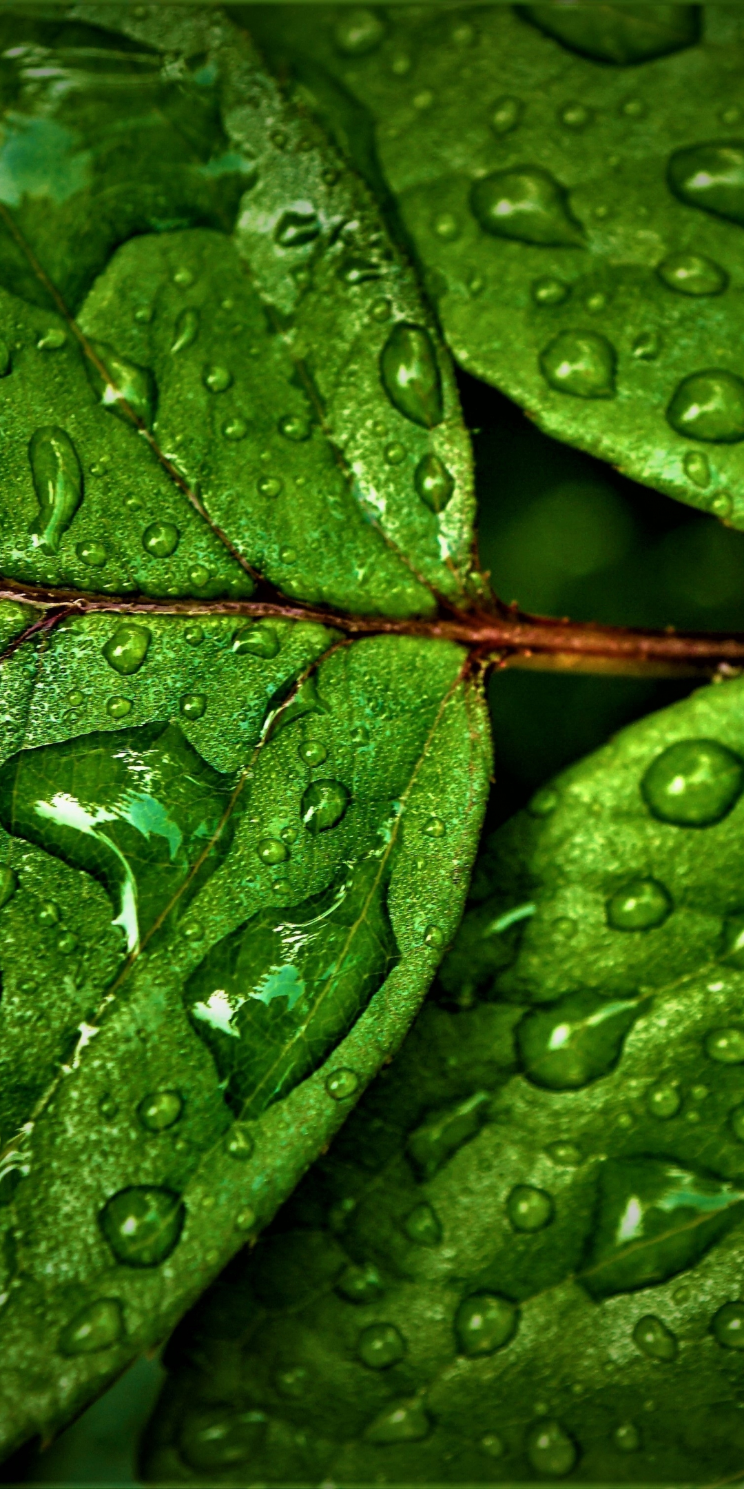 Green leaves, rain drops, close up, 1080x2160 wallpaper