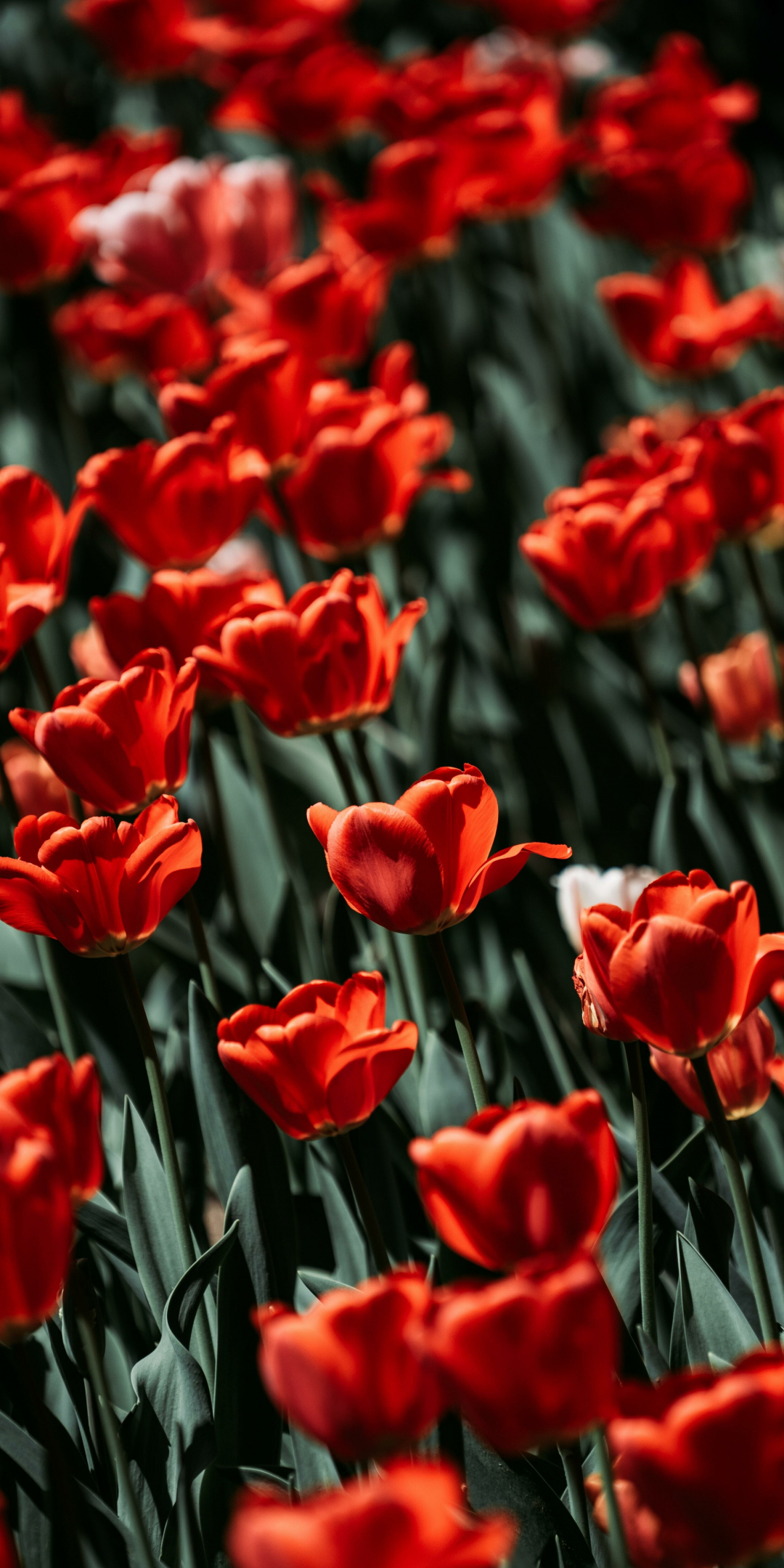 Red tulips, bloom, flowers, 1080x2160 wallpaper