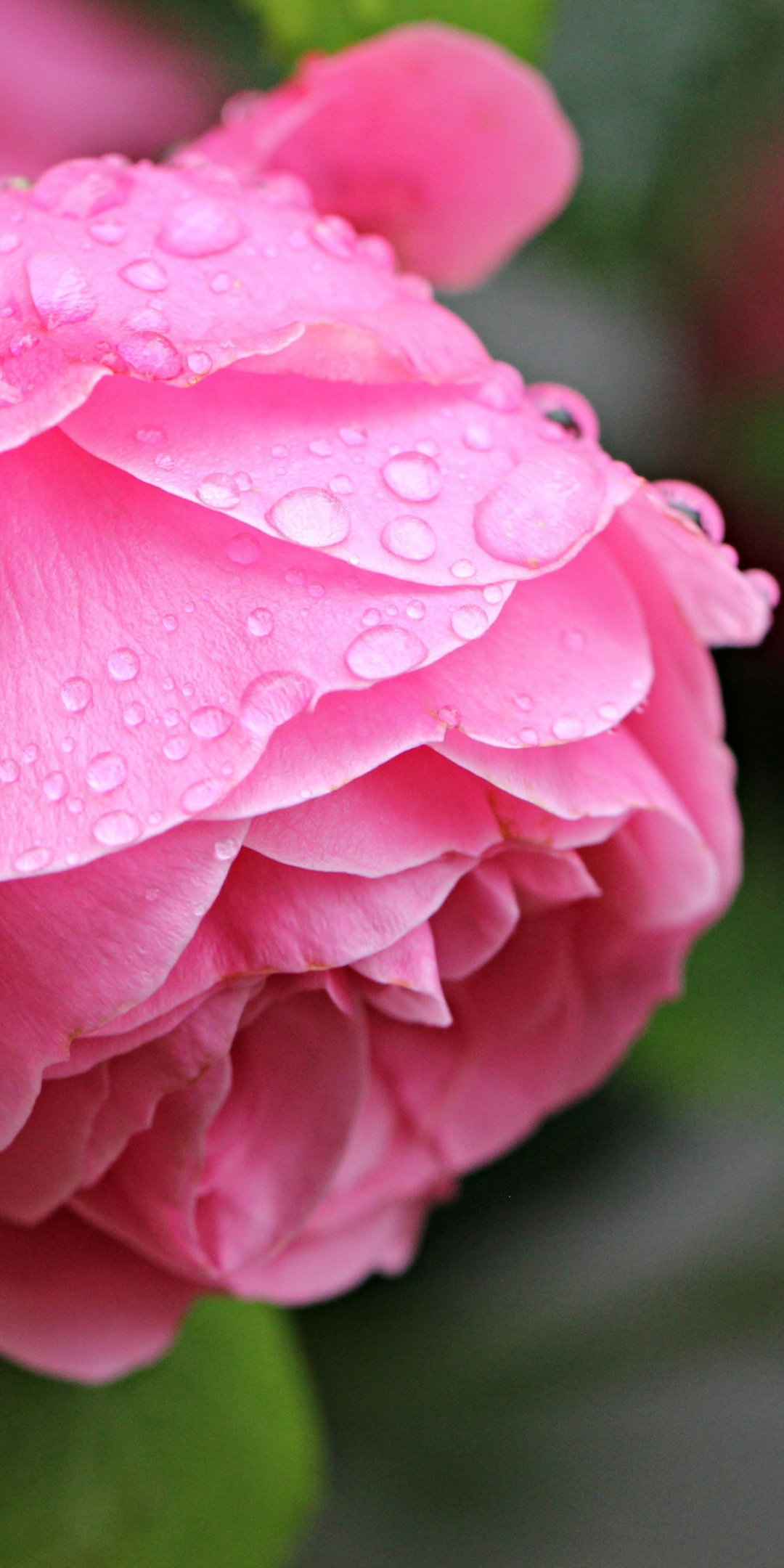 Rose, bloom, drops, close up, 1080x2160 wallpaper