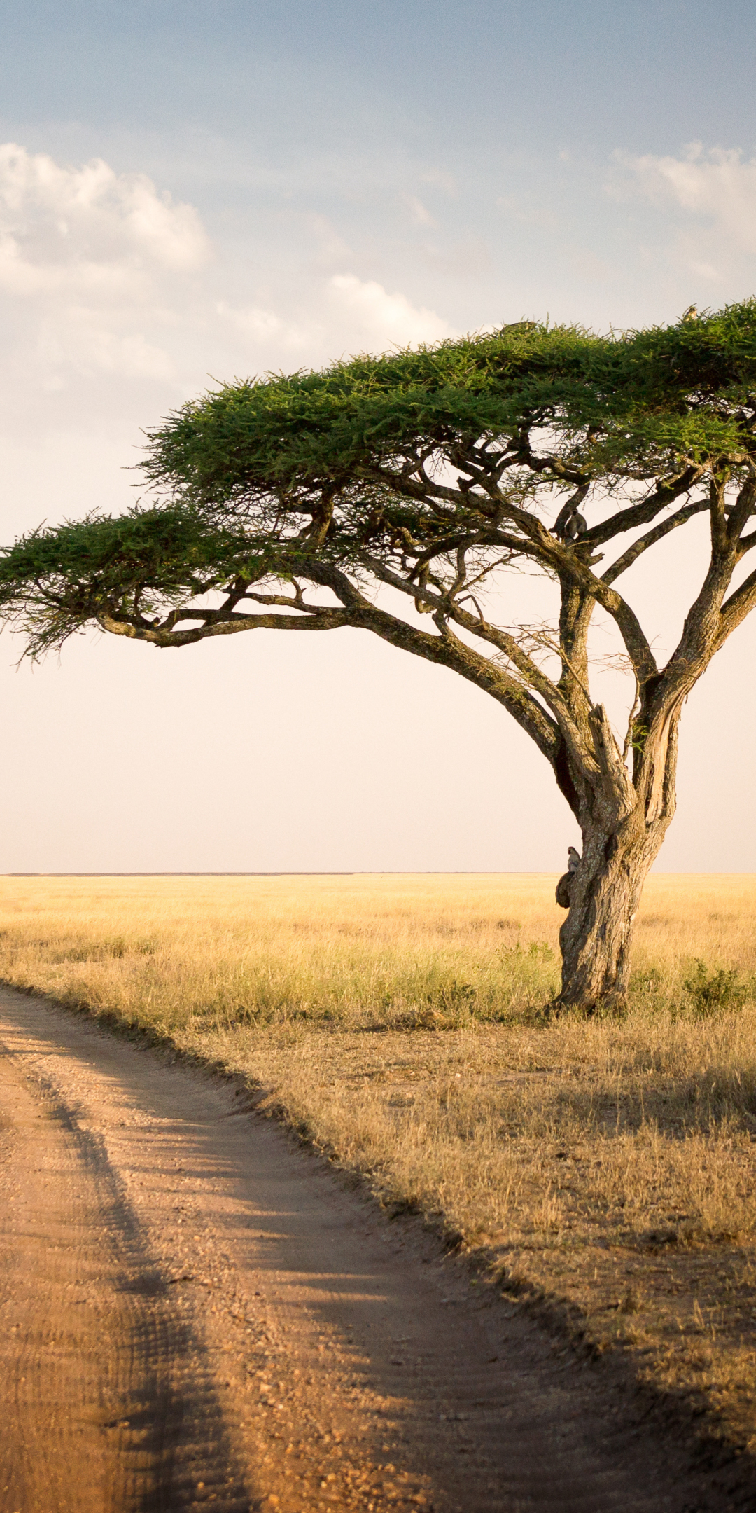 Road to forest, landscape, national park, Africa, 1080x2160 wallpaper
