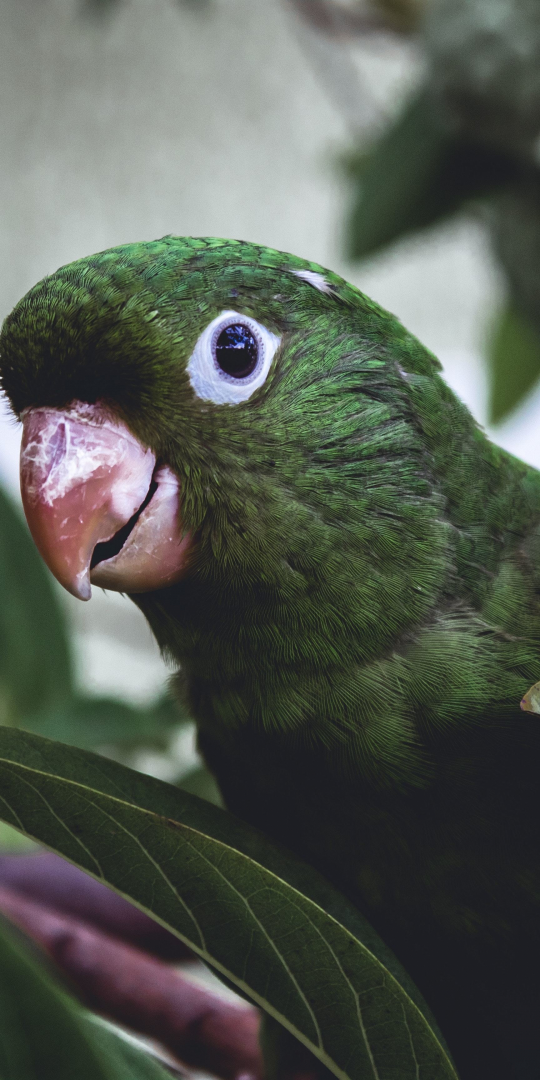 Parrot, muzzle, green bird, exotic, 1080x2160 wallpaper