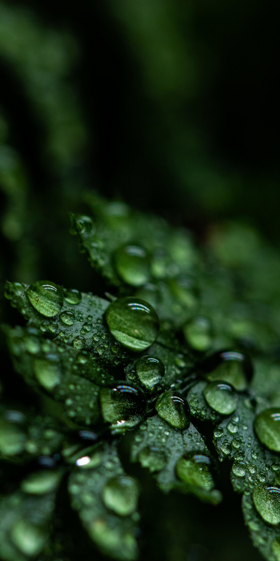 Drops, close up, leaf, droplets, 1080x2160 wallpaper