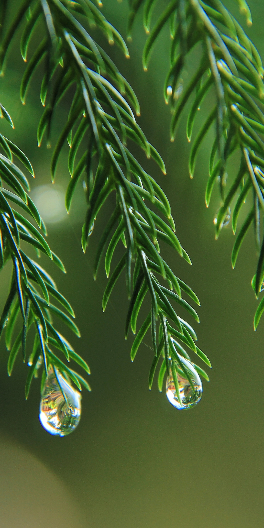 Tree branches, leaves, drops, 1080x2160 wallpaper