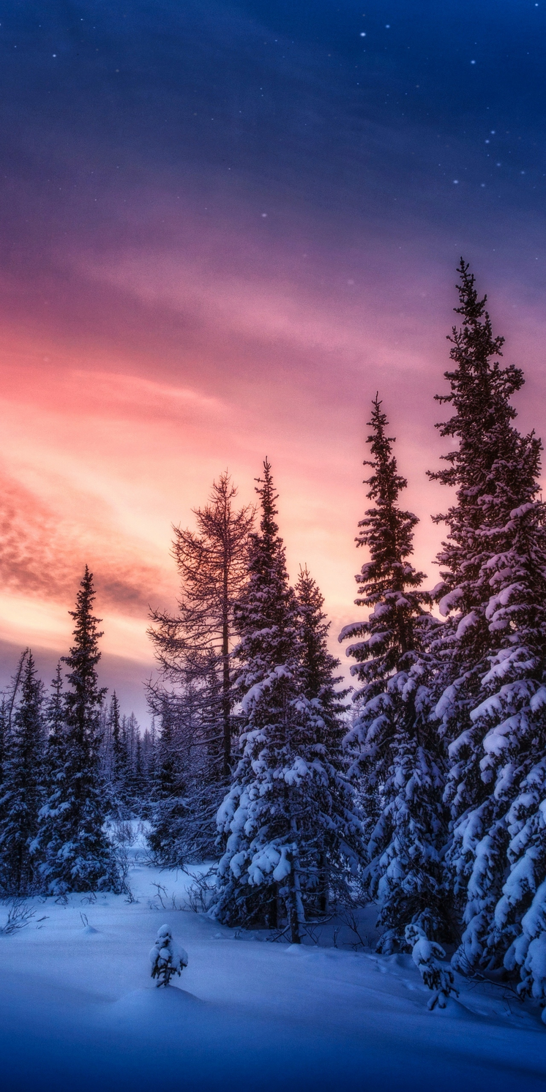 Winter sunset, tree, adorable sky, 1080x2160 wallpaper