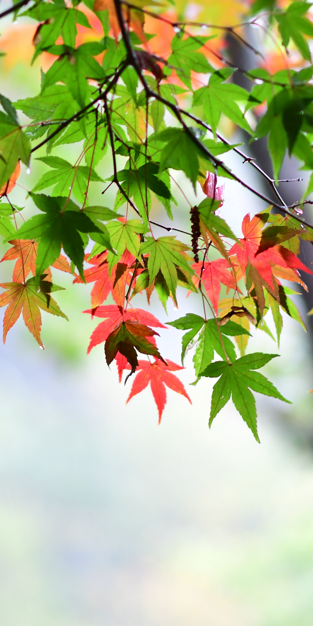 Maple leaf, leaves, spring, 1080x2160 wallpaper