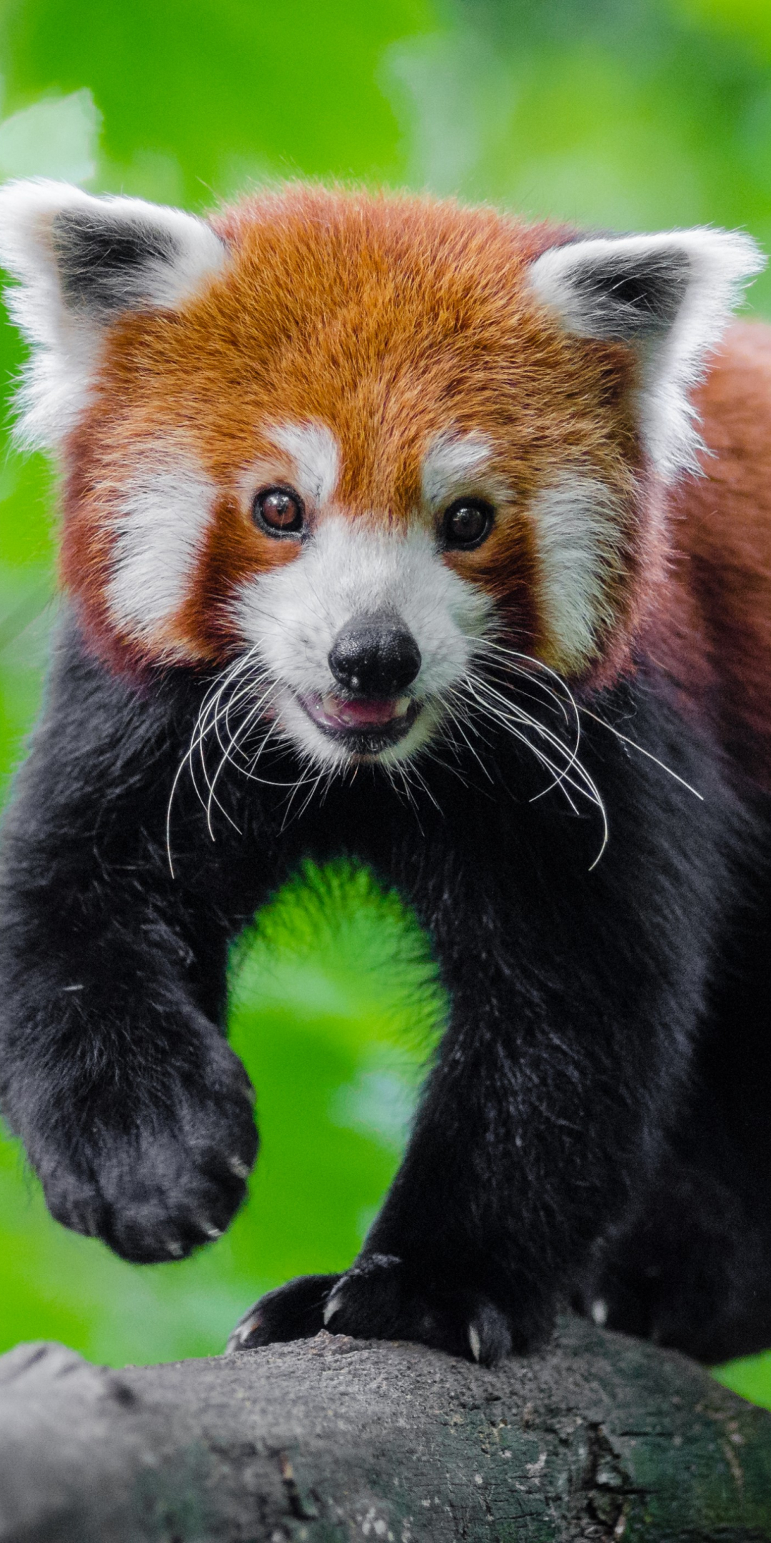 Cute, red panda, animal, play, 1080x2160 wallpaper