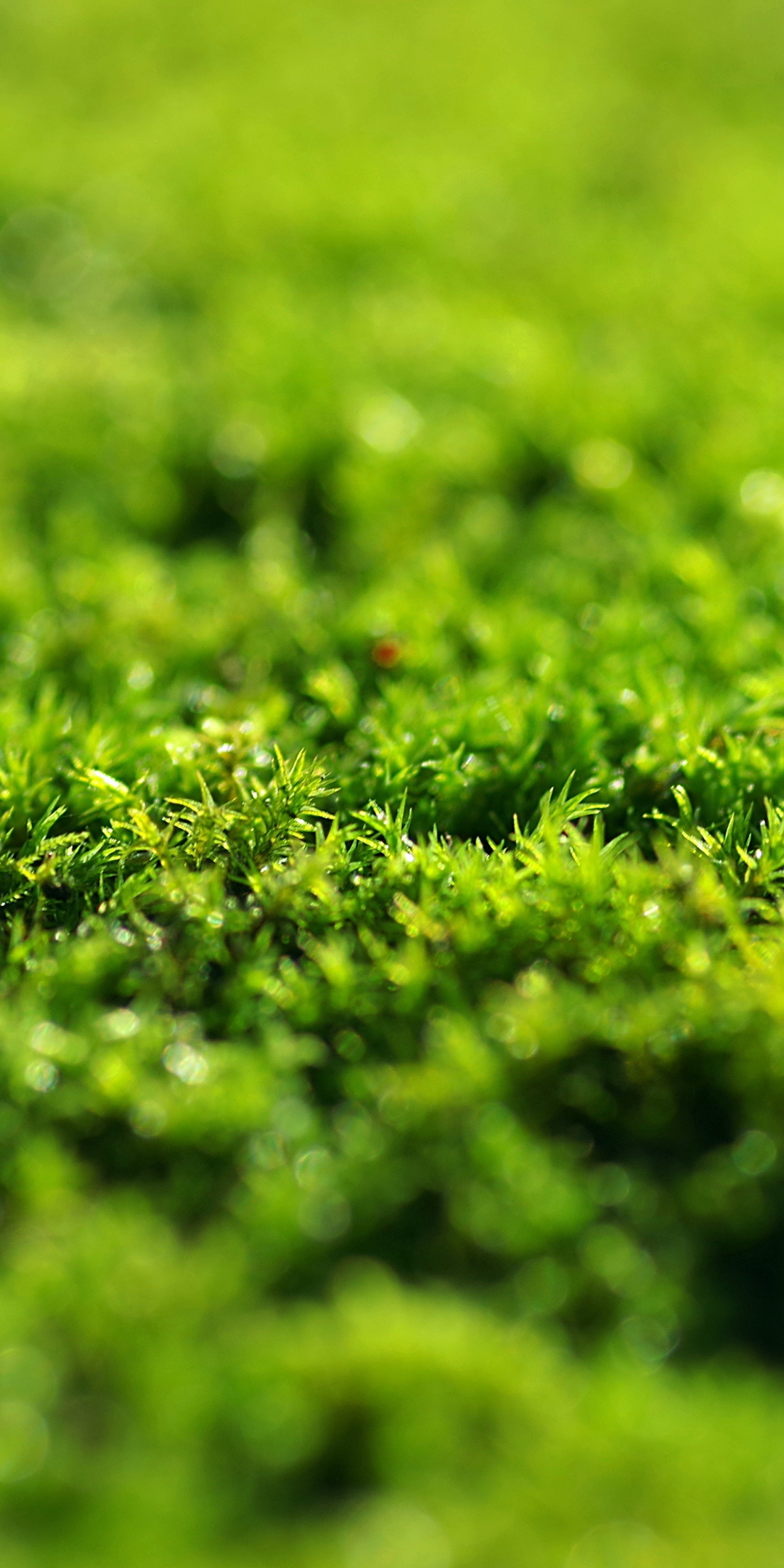 Green grass, moss, close up, 1080x2160 wallpaper