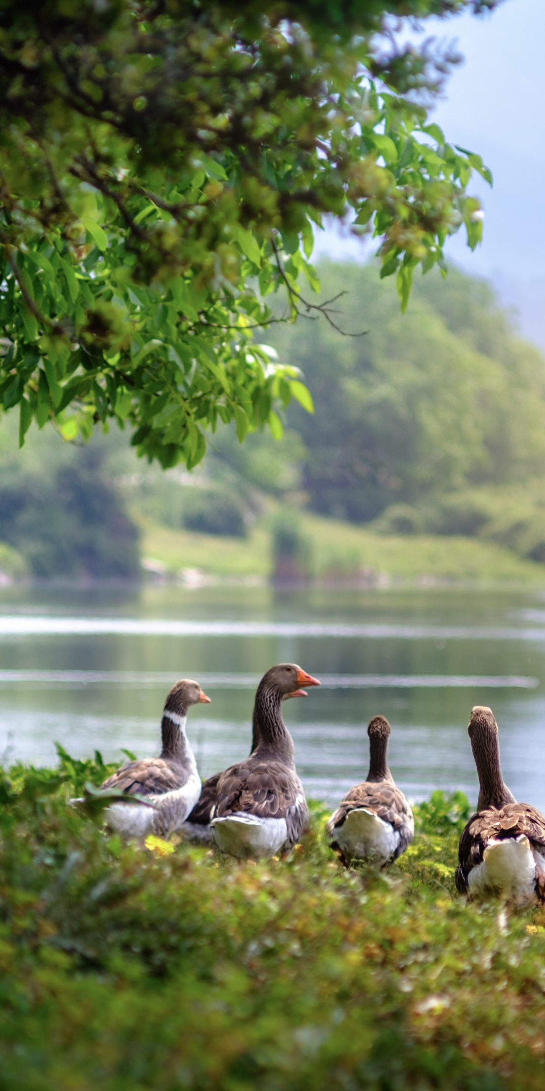 Wild geese, aquatic birds, lake, 1080x2160 wallpaper