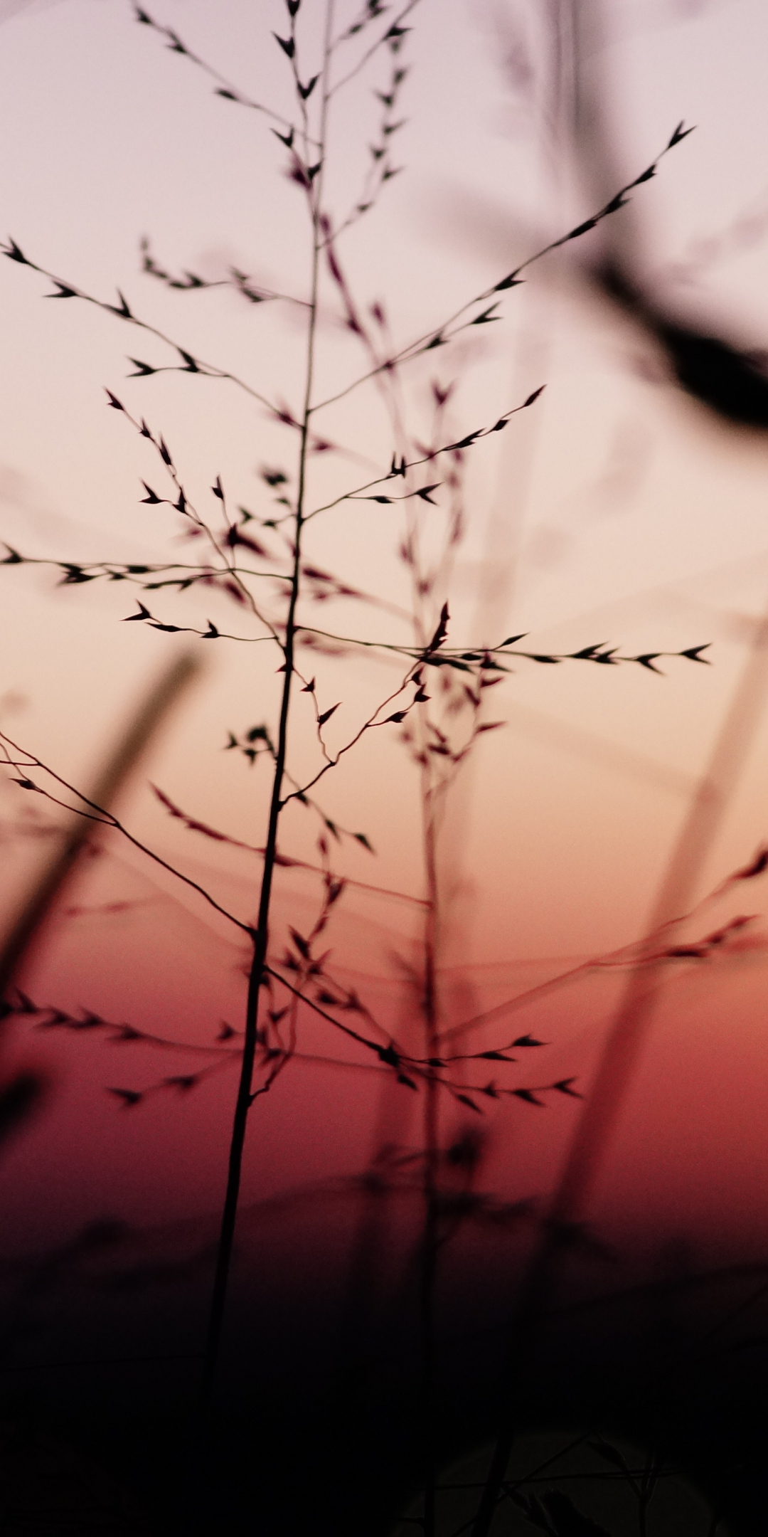Plants, sunset, blur, 1080x2160 wallpaper