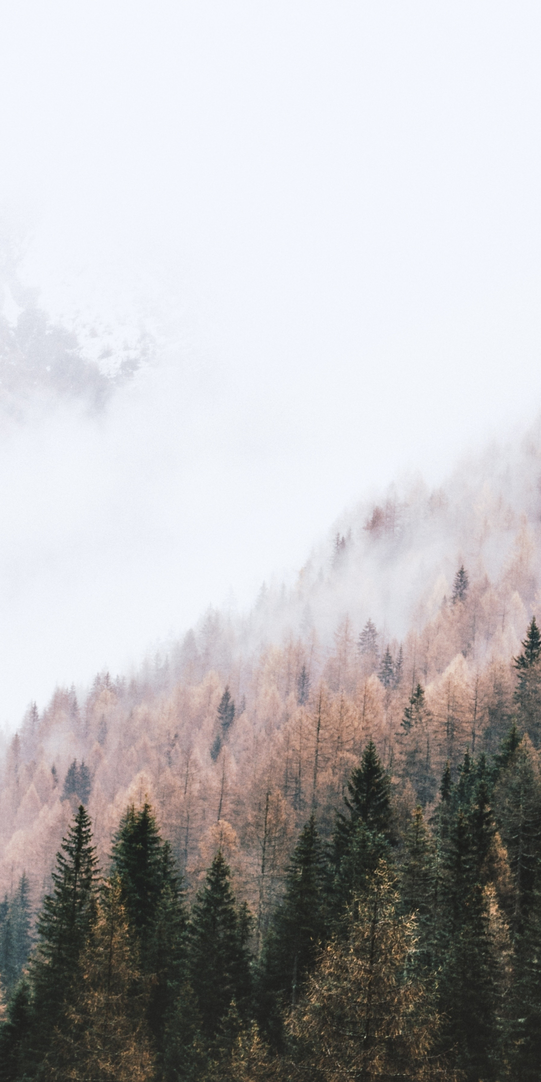 Autumn, peak of trees, pine trees, mist, 1080x2160 wallpaper