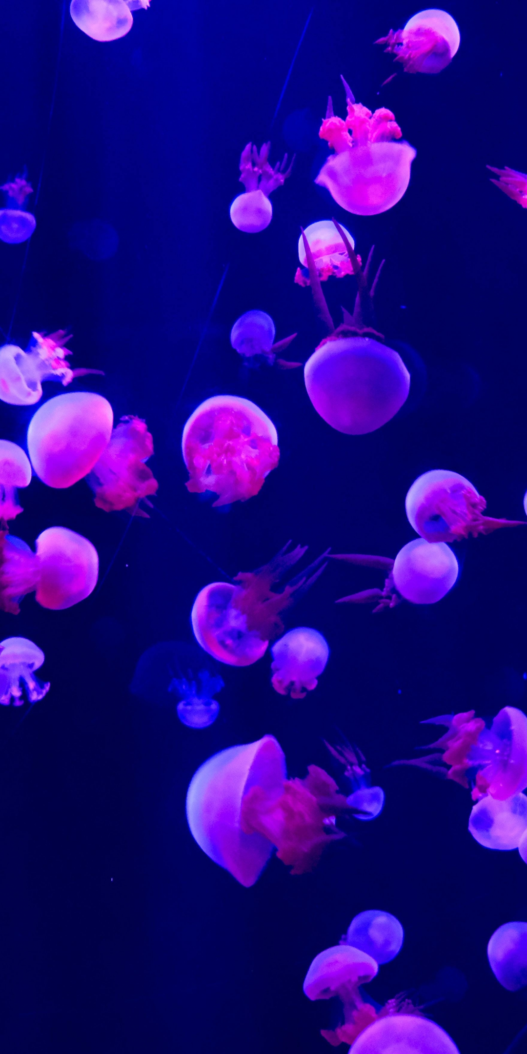 Fish, jellyfish, small and pink, 1080x2160 wallpaper