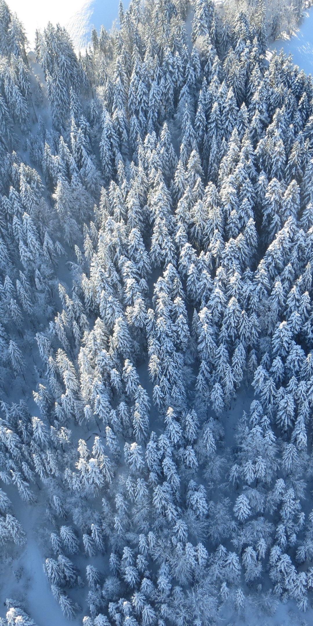 Winter, trees, forest, aerial view, 1080x2160 wallpaper