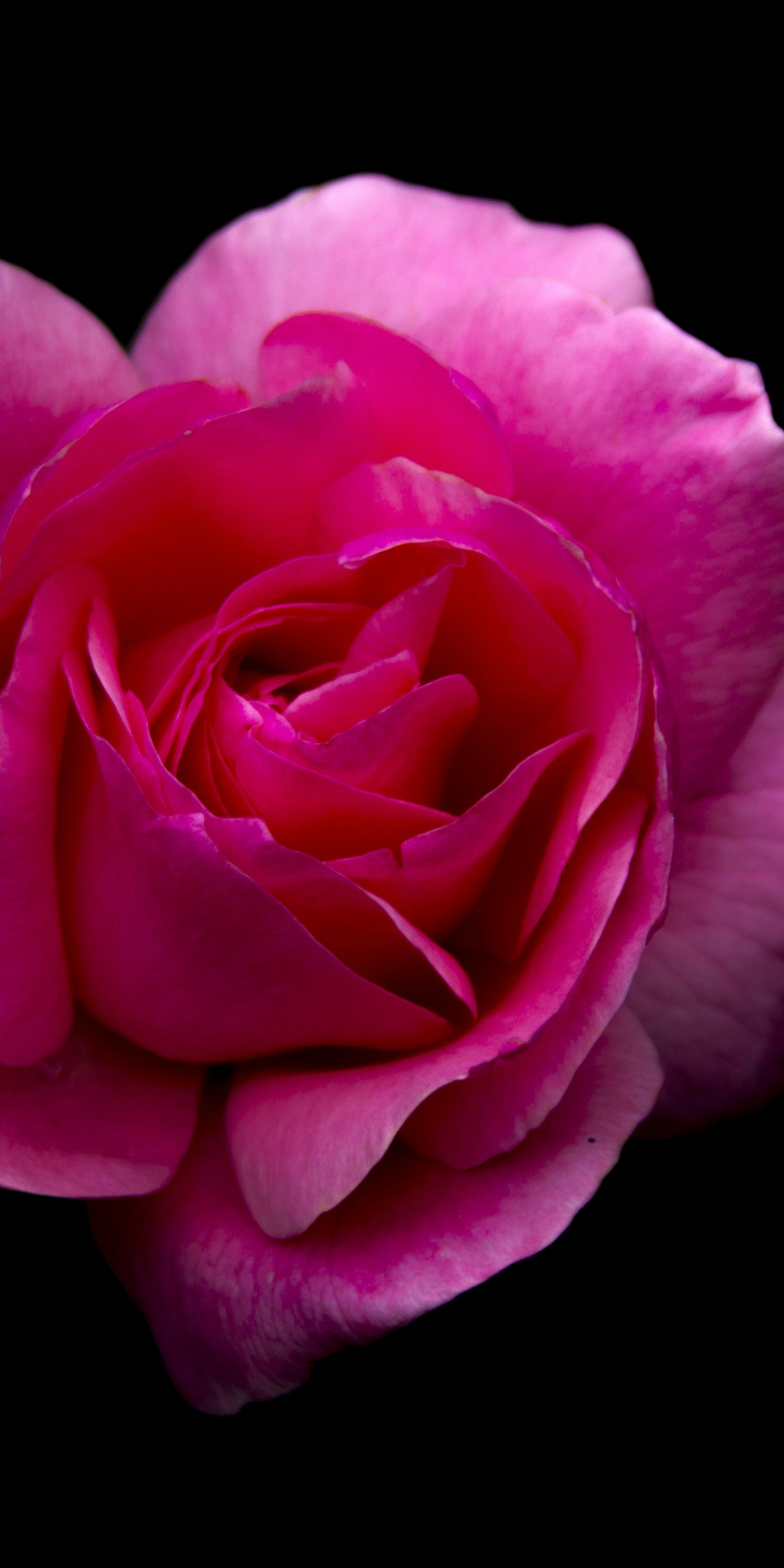 Rose, pink flower, portrait, 1080x2160 wallpaper