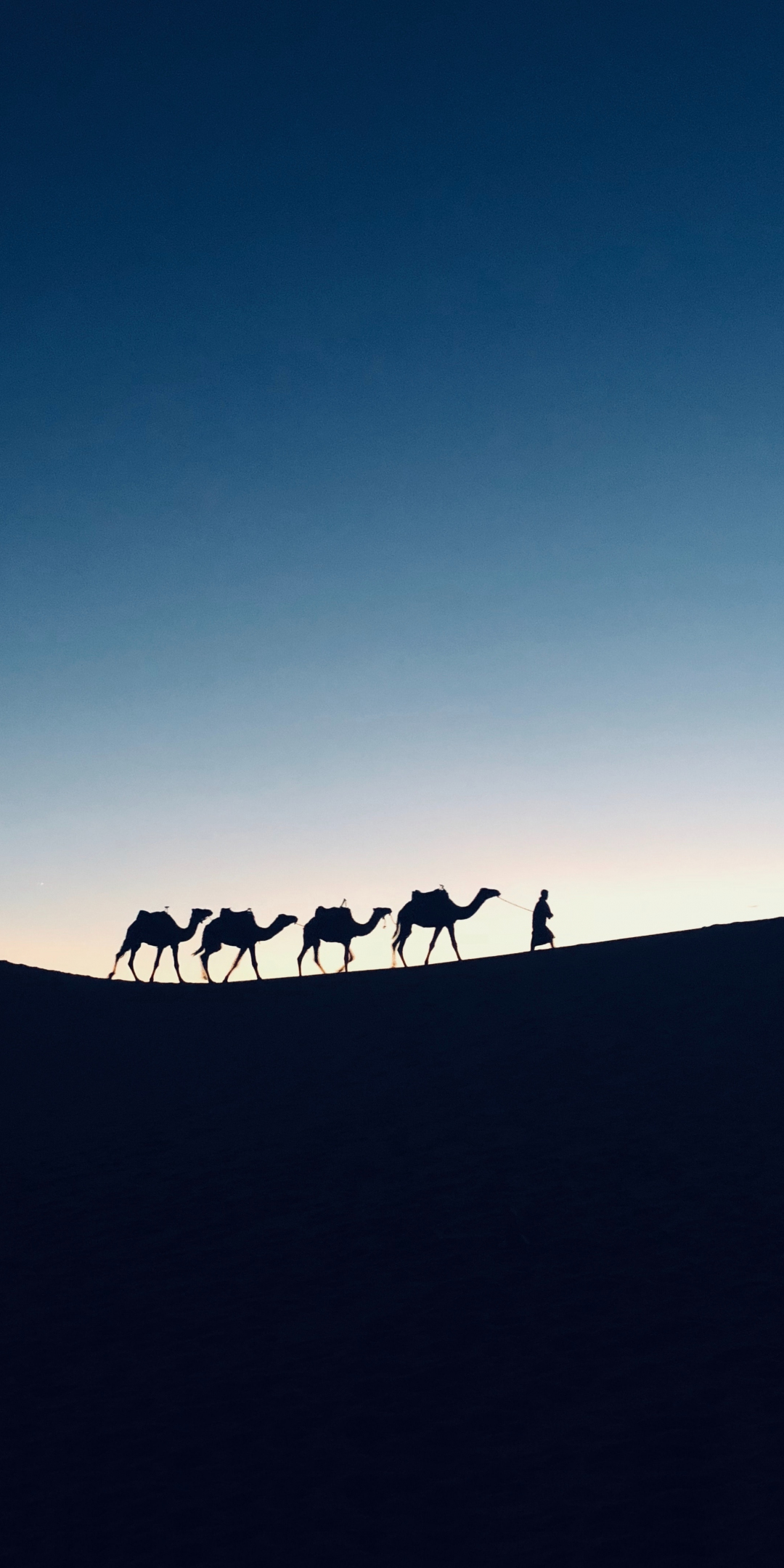 Silhouette, sunset, camel, Morocco, 1080x2160 wallpaper