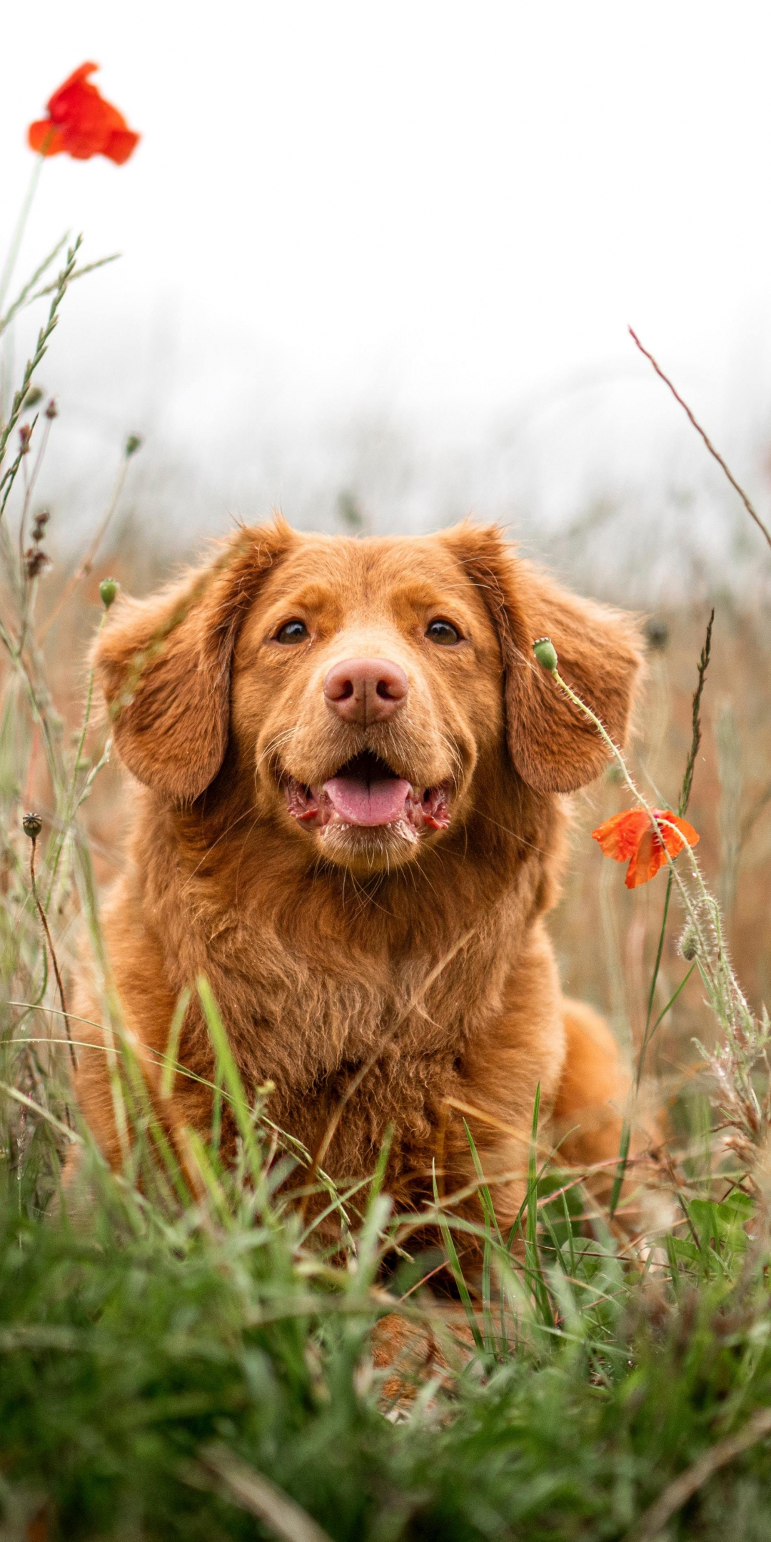 Golden Retriever, dog, meadow, 1080x2160 wallpaper