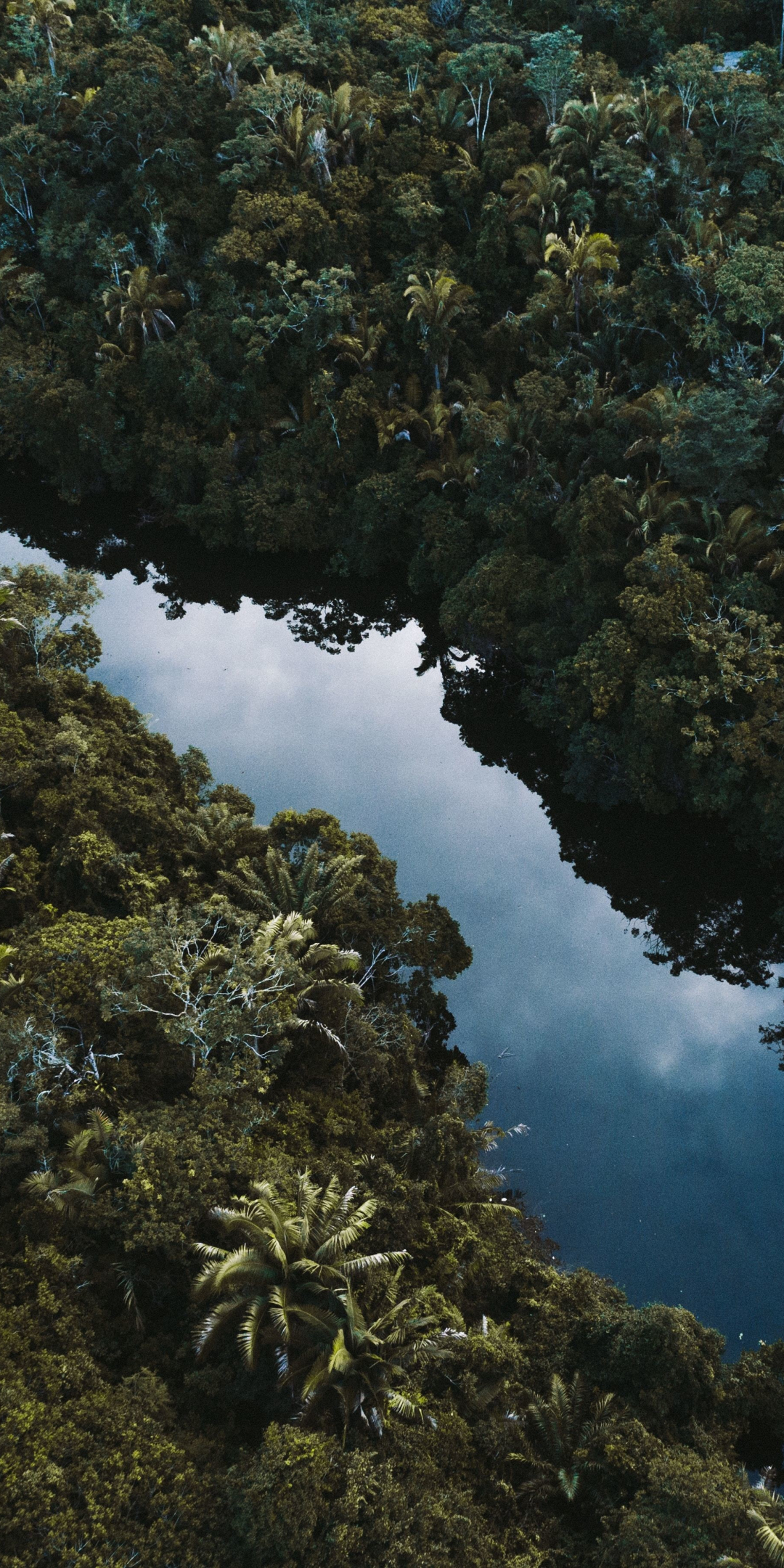 Aerial shot, river, trees, Brazil, 1080x2160 wallpaper