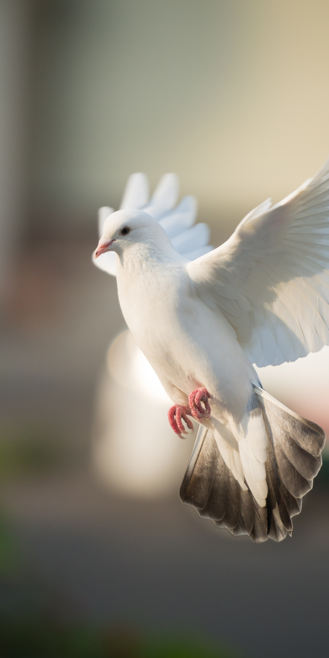 White dove, bird, flight, 1080x2160 wallpaper