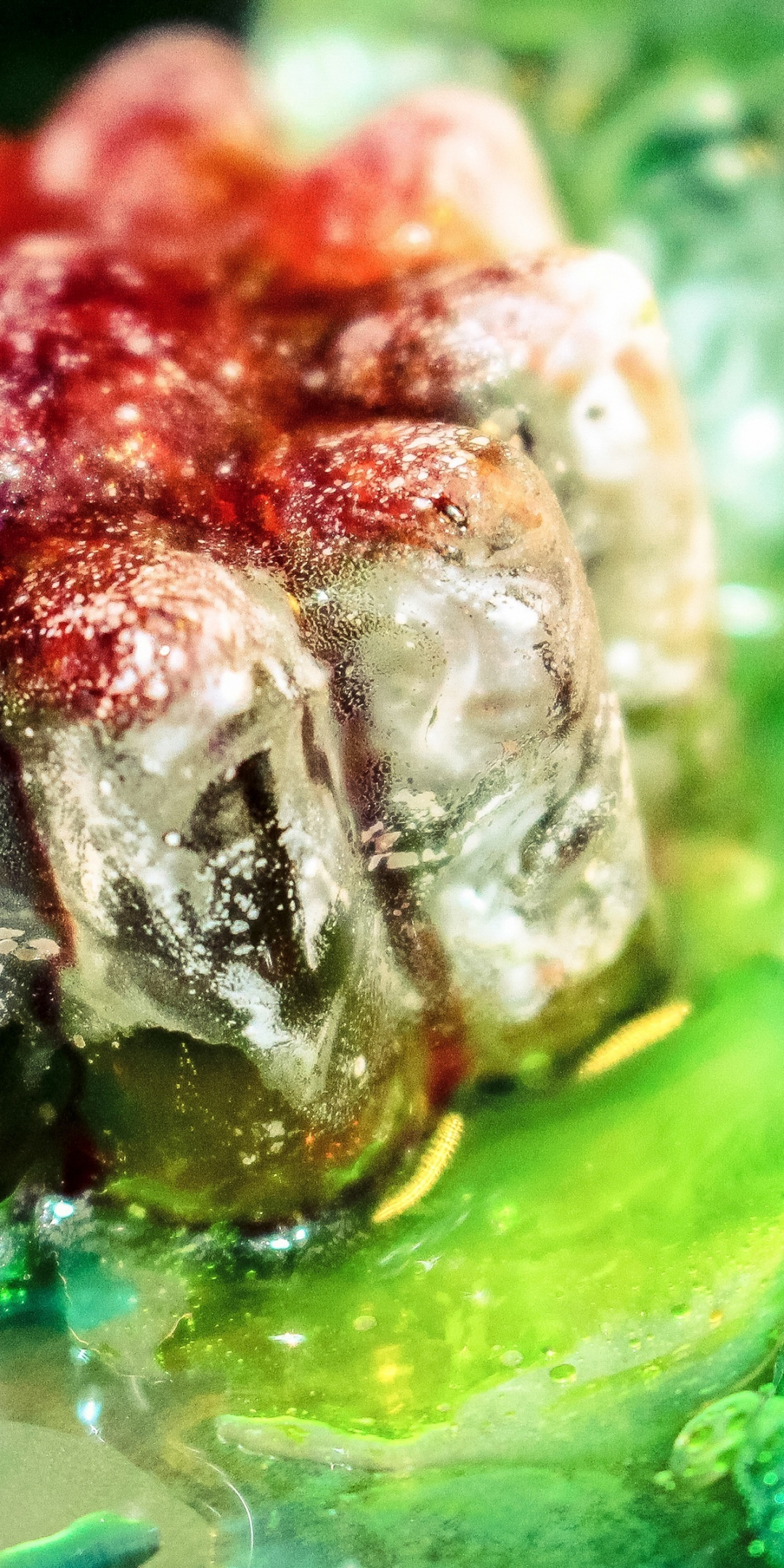 Ice cubes, macro, colorful, 1080x2160 wallpaper