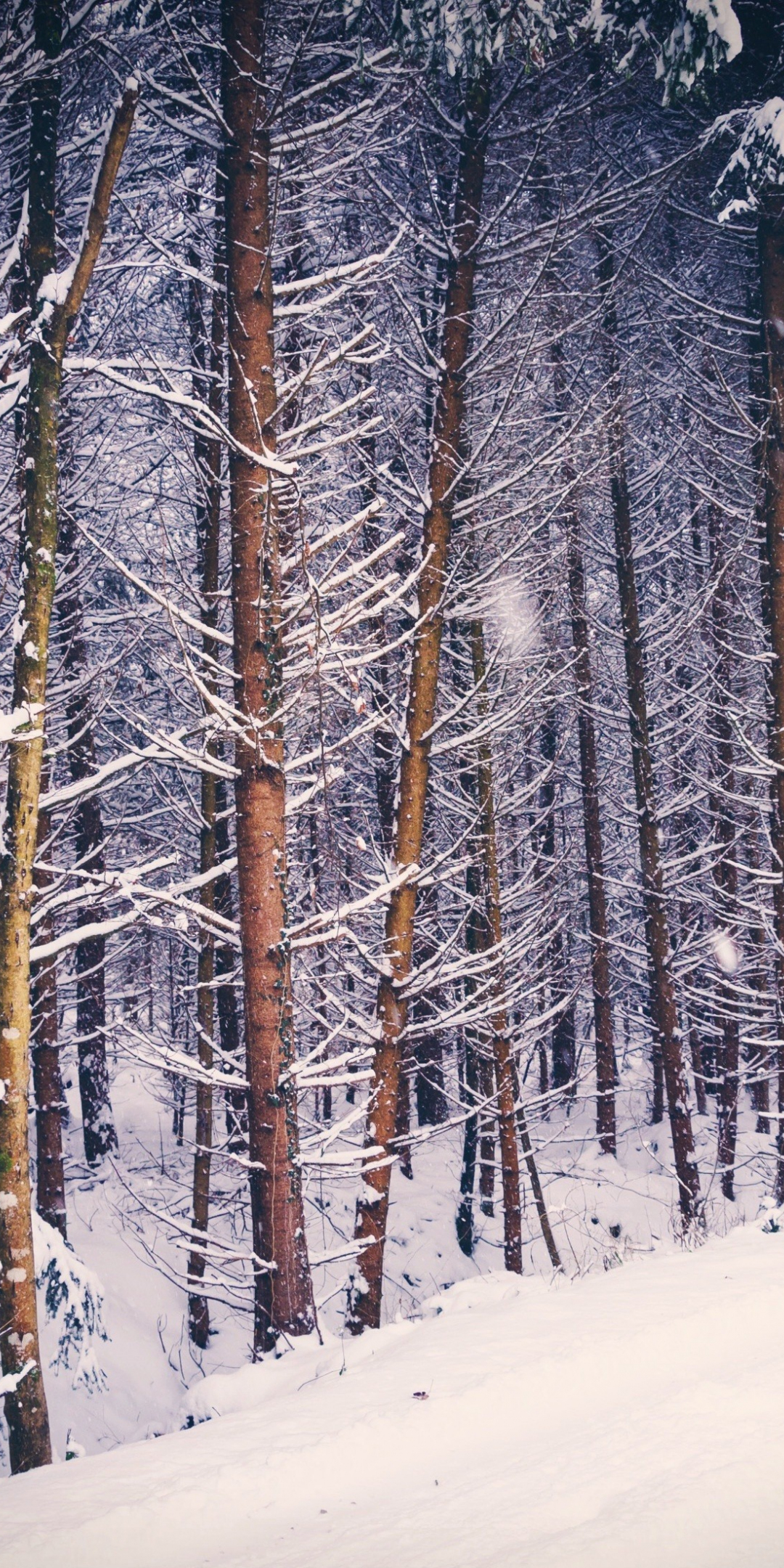 Forest, trees, nature, winter, 1080x2160 wallpaper