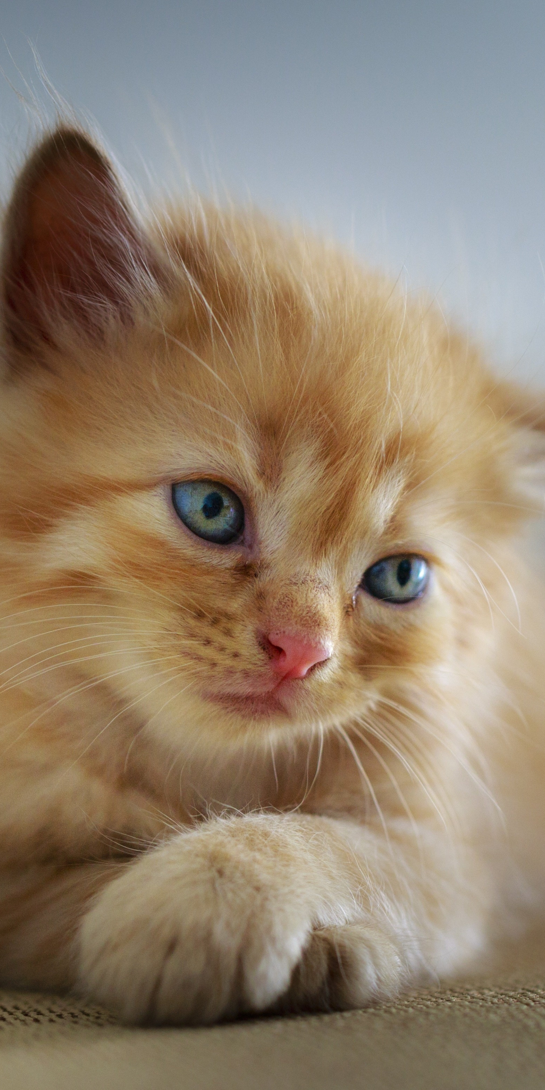 Cute, kitten, blue eyes, adorable, 1080x2160 wallpaper