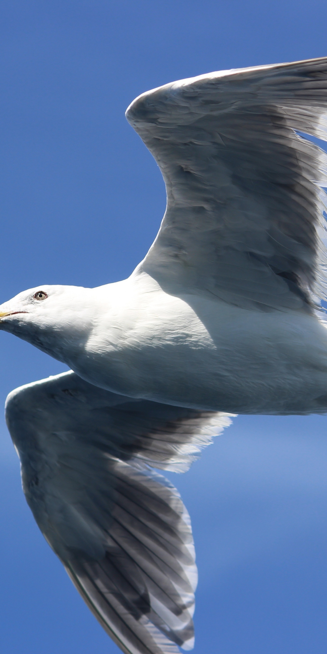 White seagull, bird, flight, 1080x2160 wallpaper