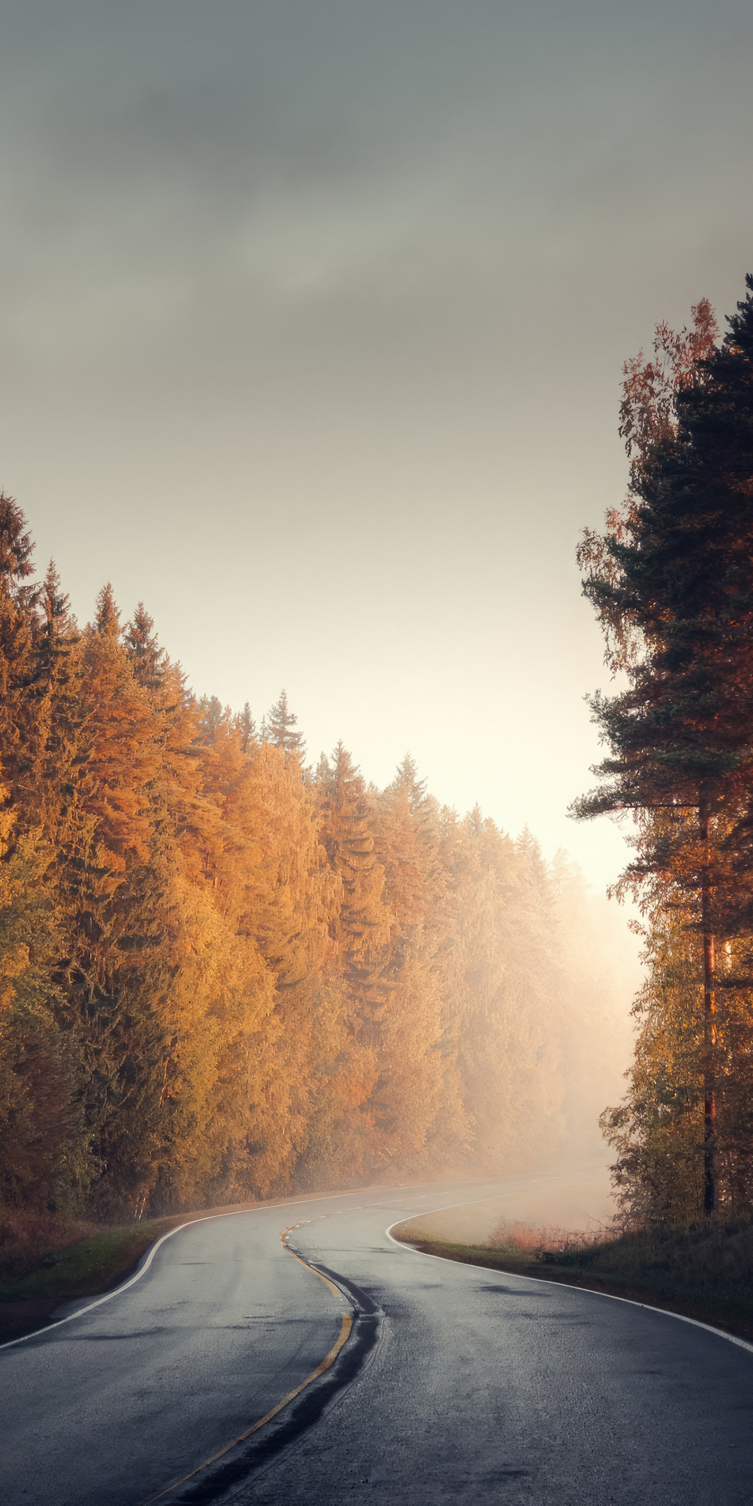 Lone road in autumn morning, Finland, 1080x2160 wallpaper