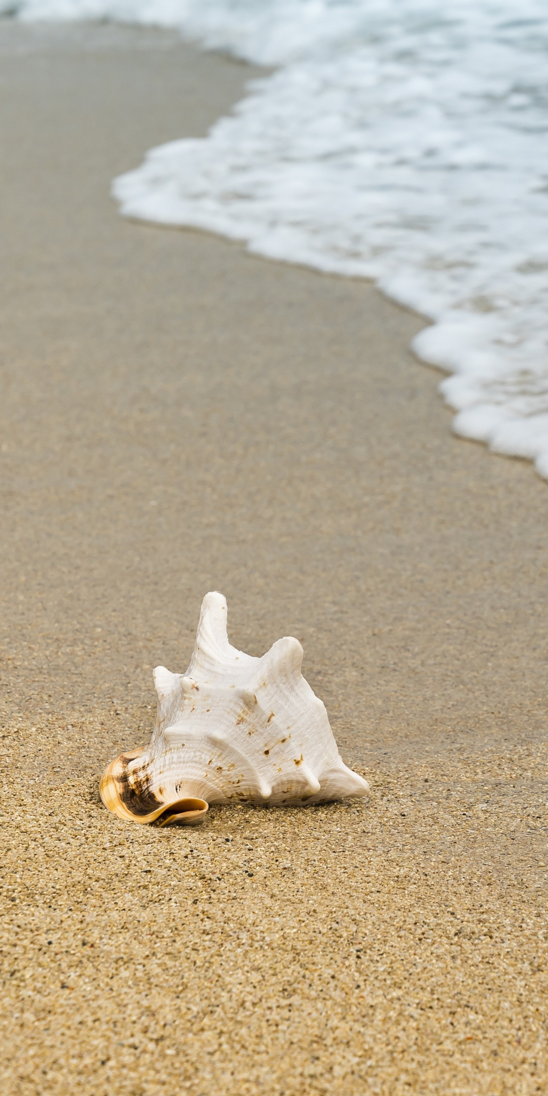 Seashell, sand, foam, sea waves, beach, 1080x2160 wallpaper