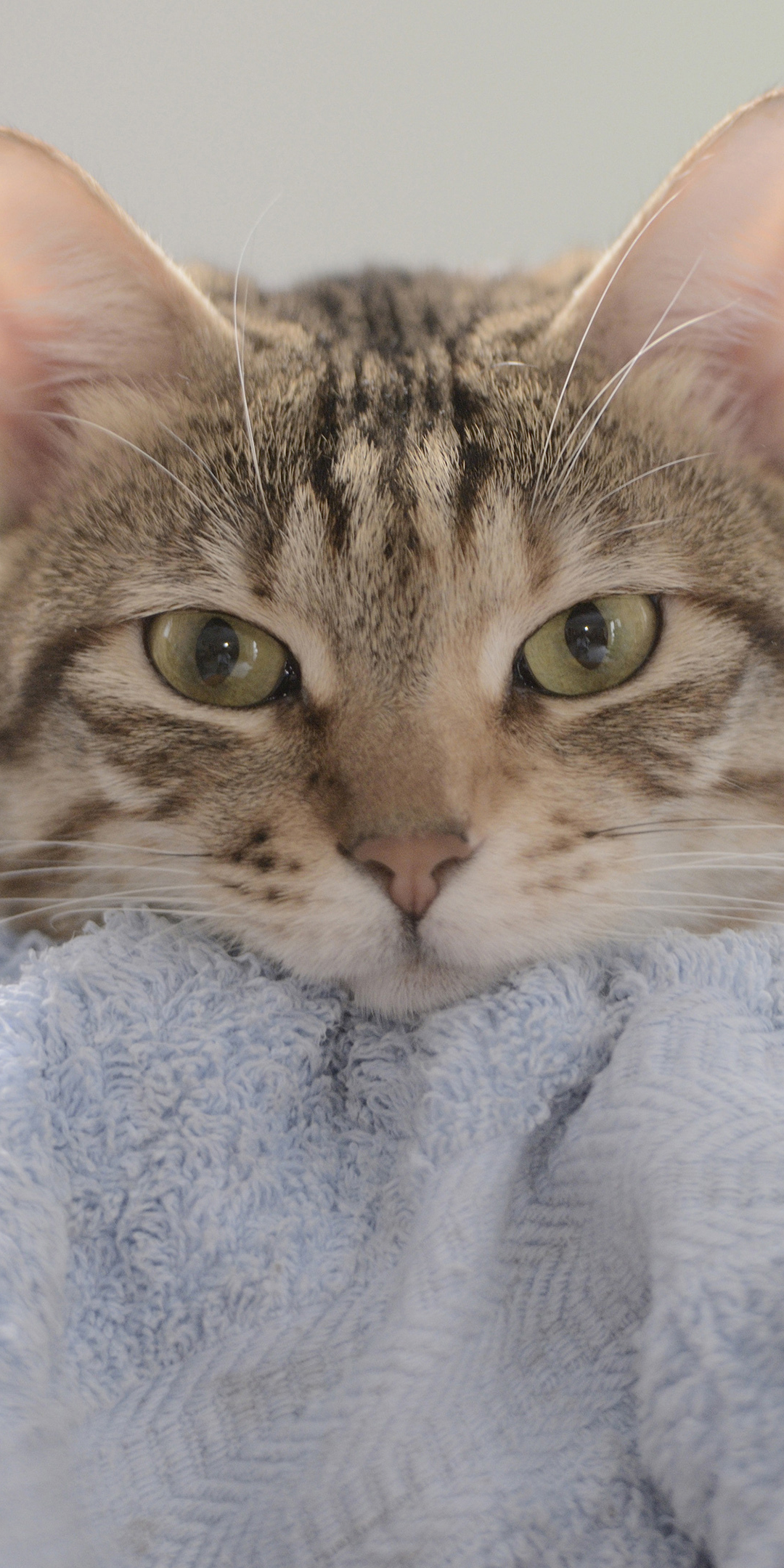 Cute, cat's stare, animal, 1080x2160 wallpaper