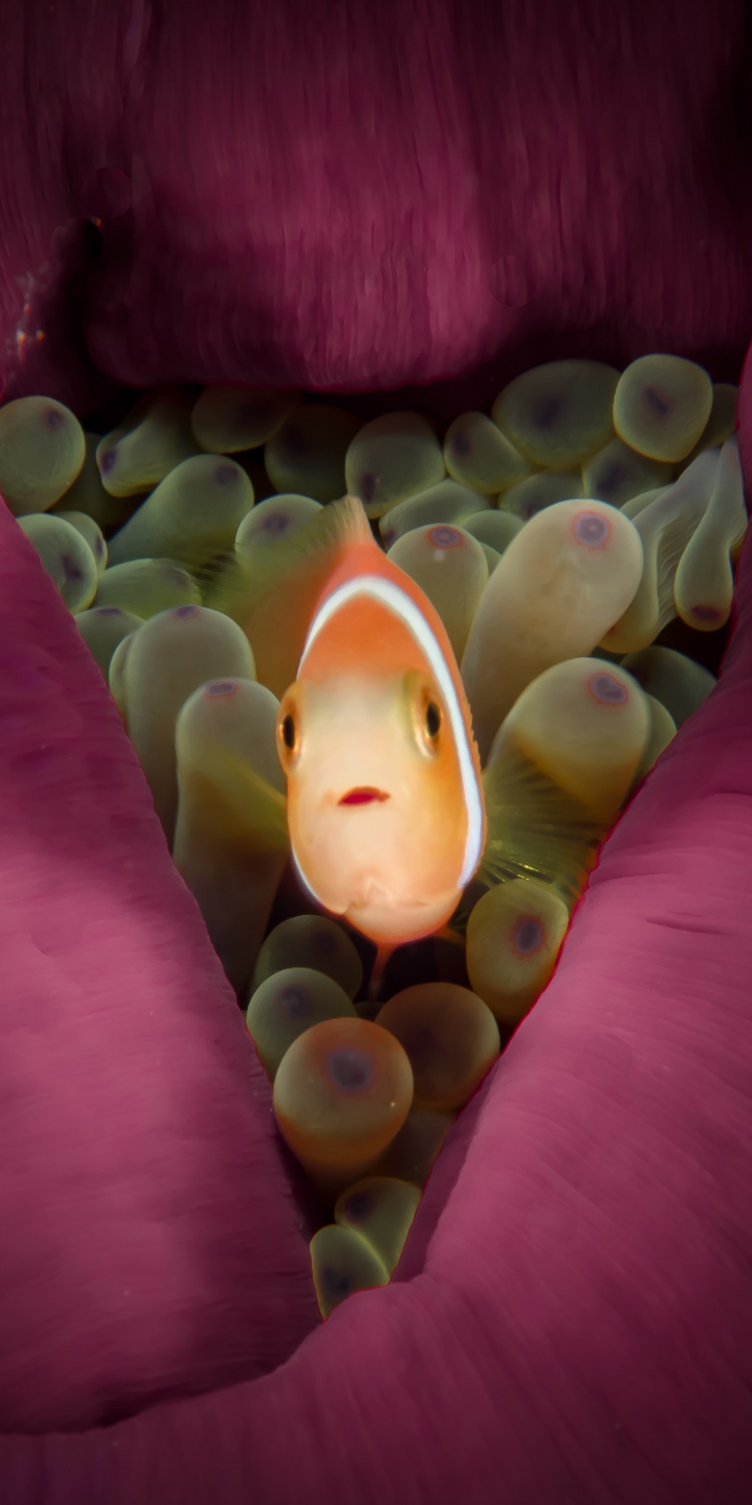 Orange, small, fish, clownfish, close up, 1080x2160 wallpaper