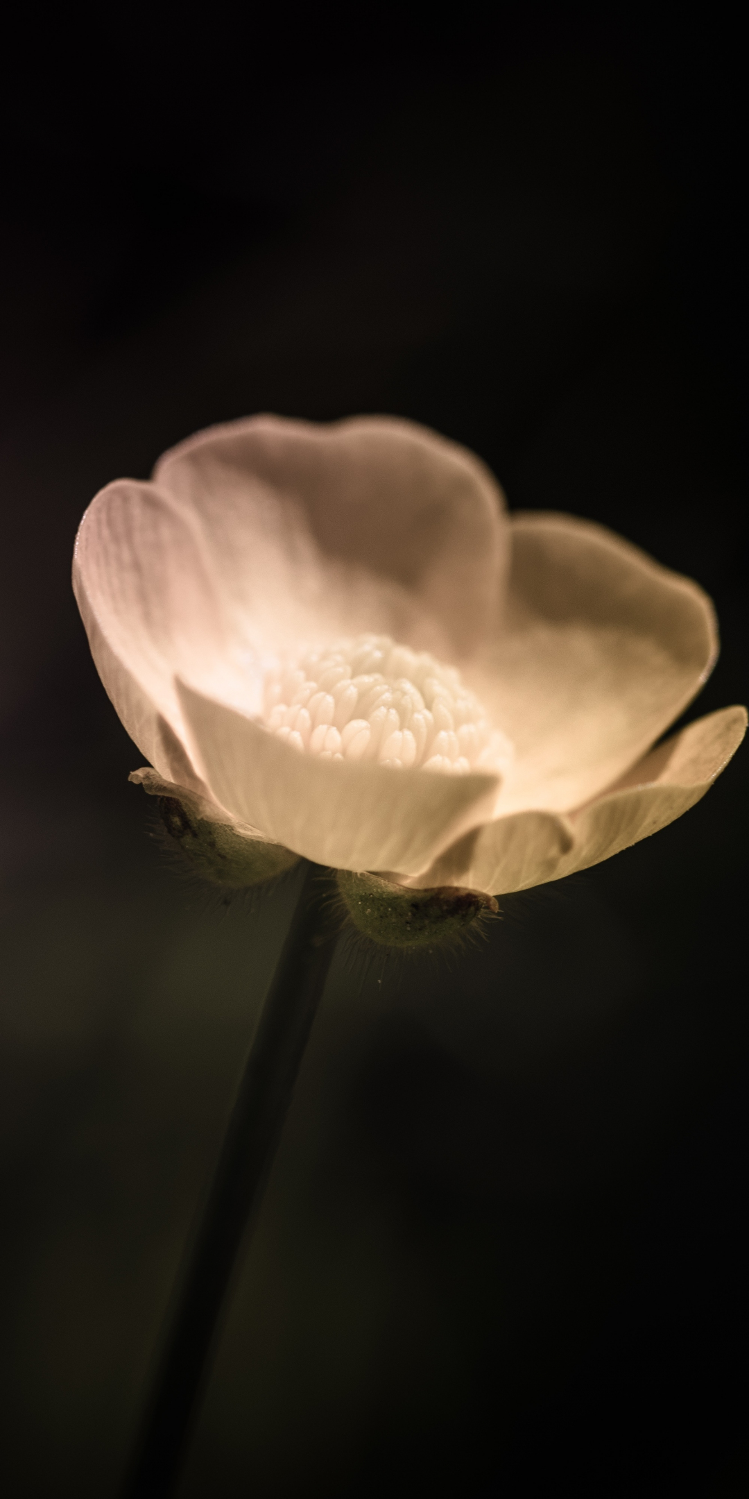 White, blur, lone poppy, flower, 1080x2160 wallpaper