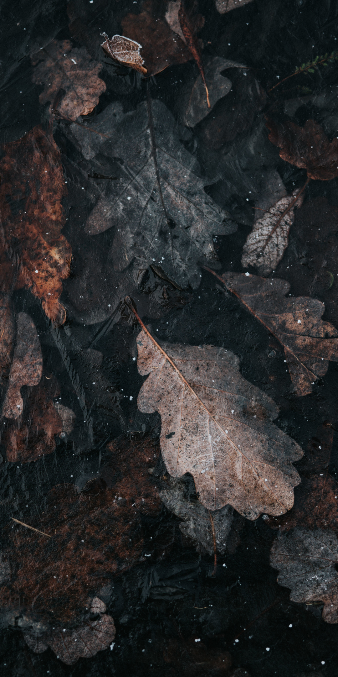 Leaf, autumn, gray-orange, dry, 1080x2160 wallpaper
