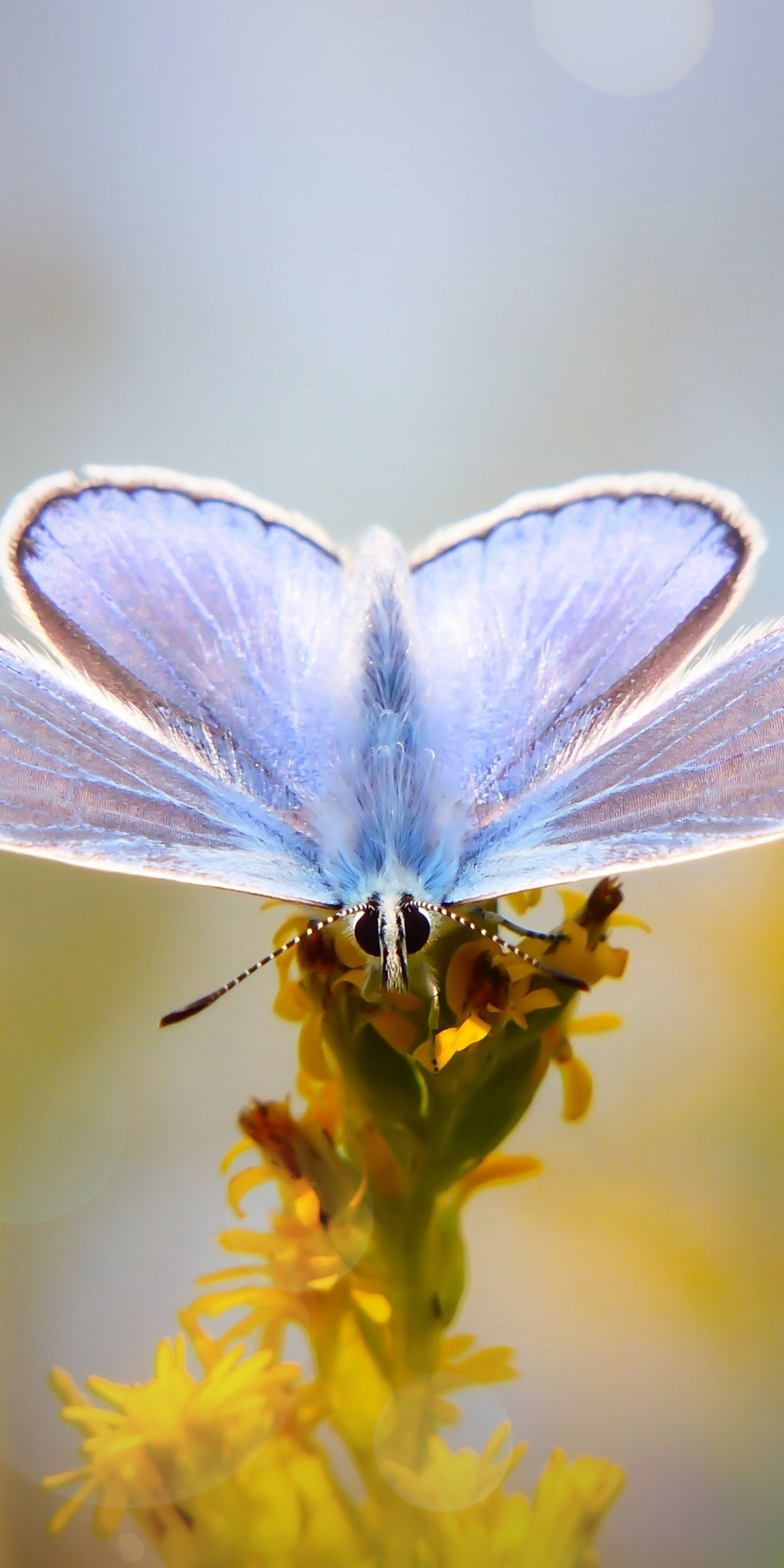 Blue, butterfly, close up, 1080x2160 wallpaper