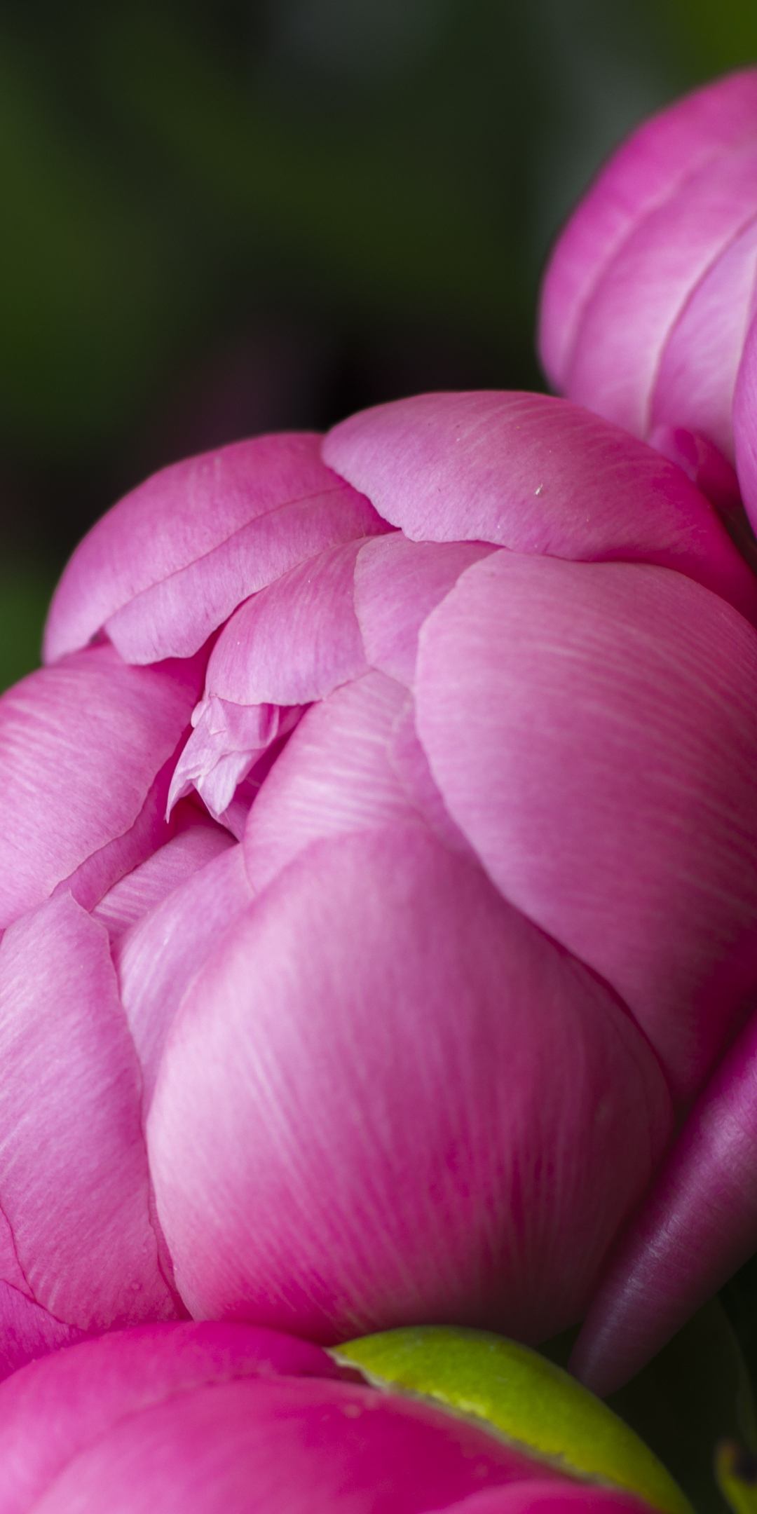 Bloom, flowers, pink rose, close up, 1080x2160 wallpaper