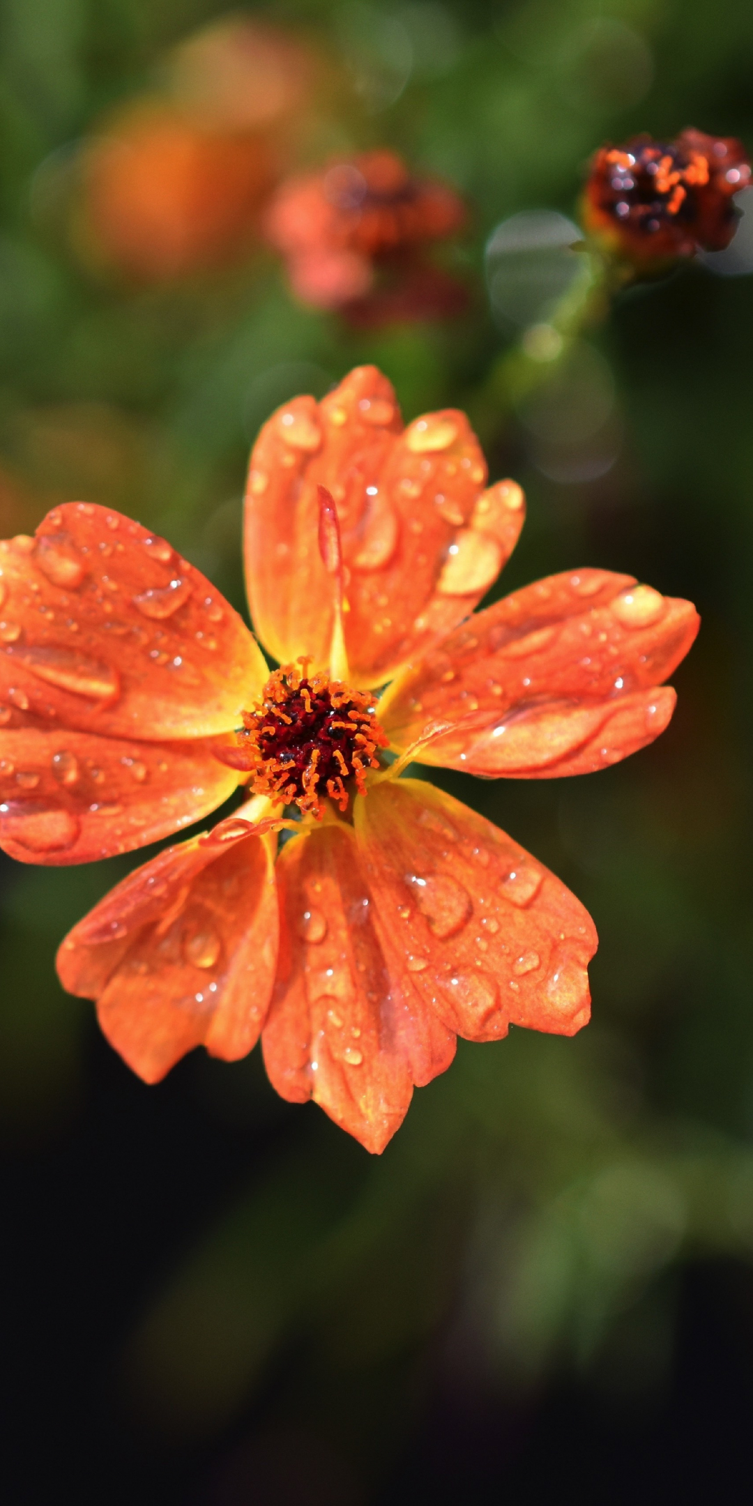 Drops, orange flowers, flora, blur, 1080x2160 wallpaper